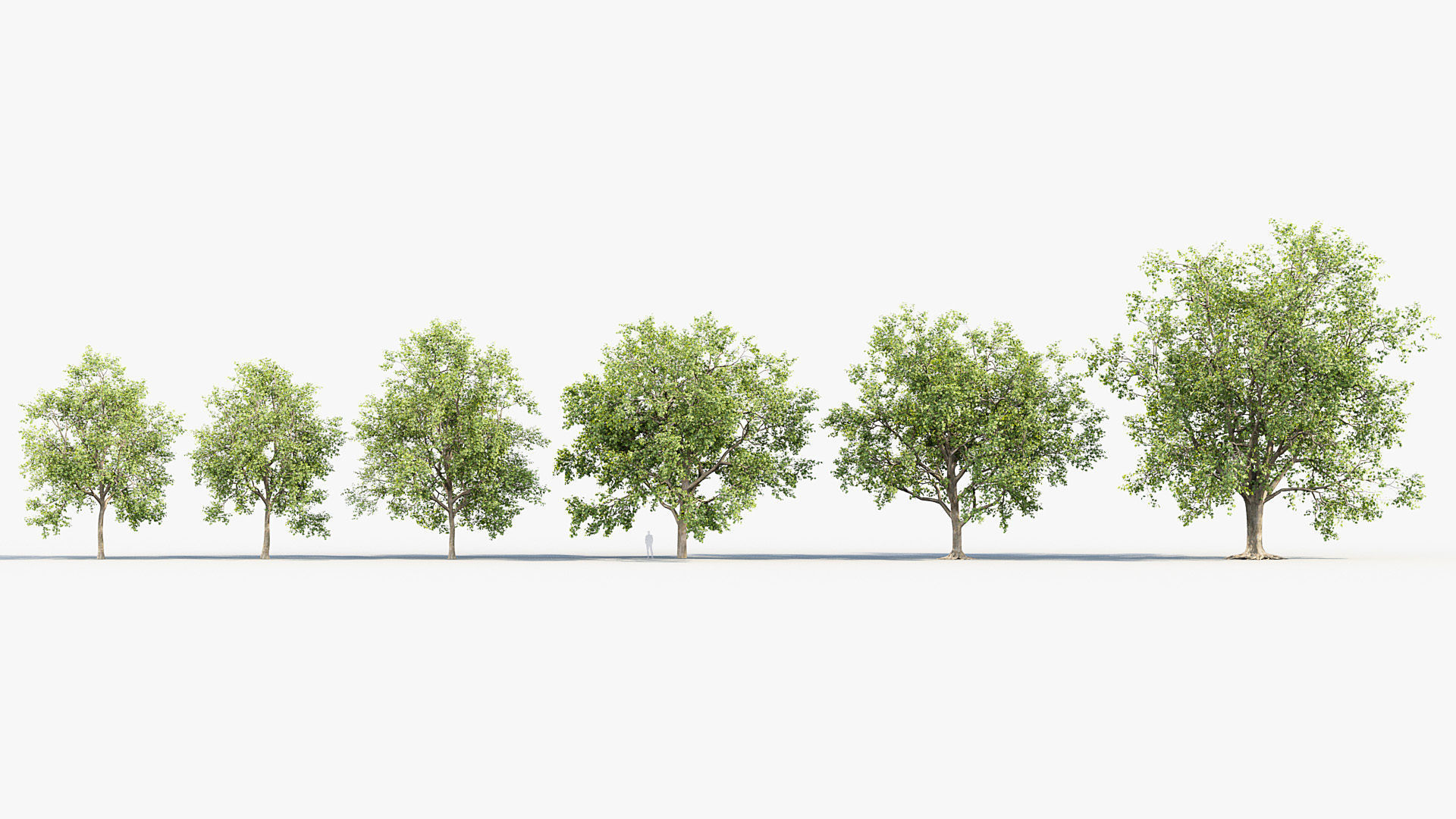 Platanus acerifolia London Plane 02 3D model_1