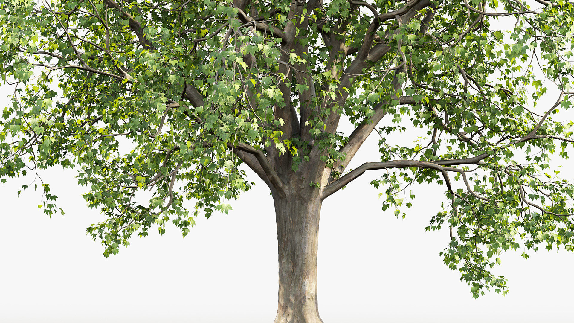 Platanus acerifolia London Plane 02 3D model_5