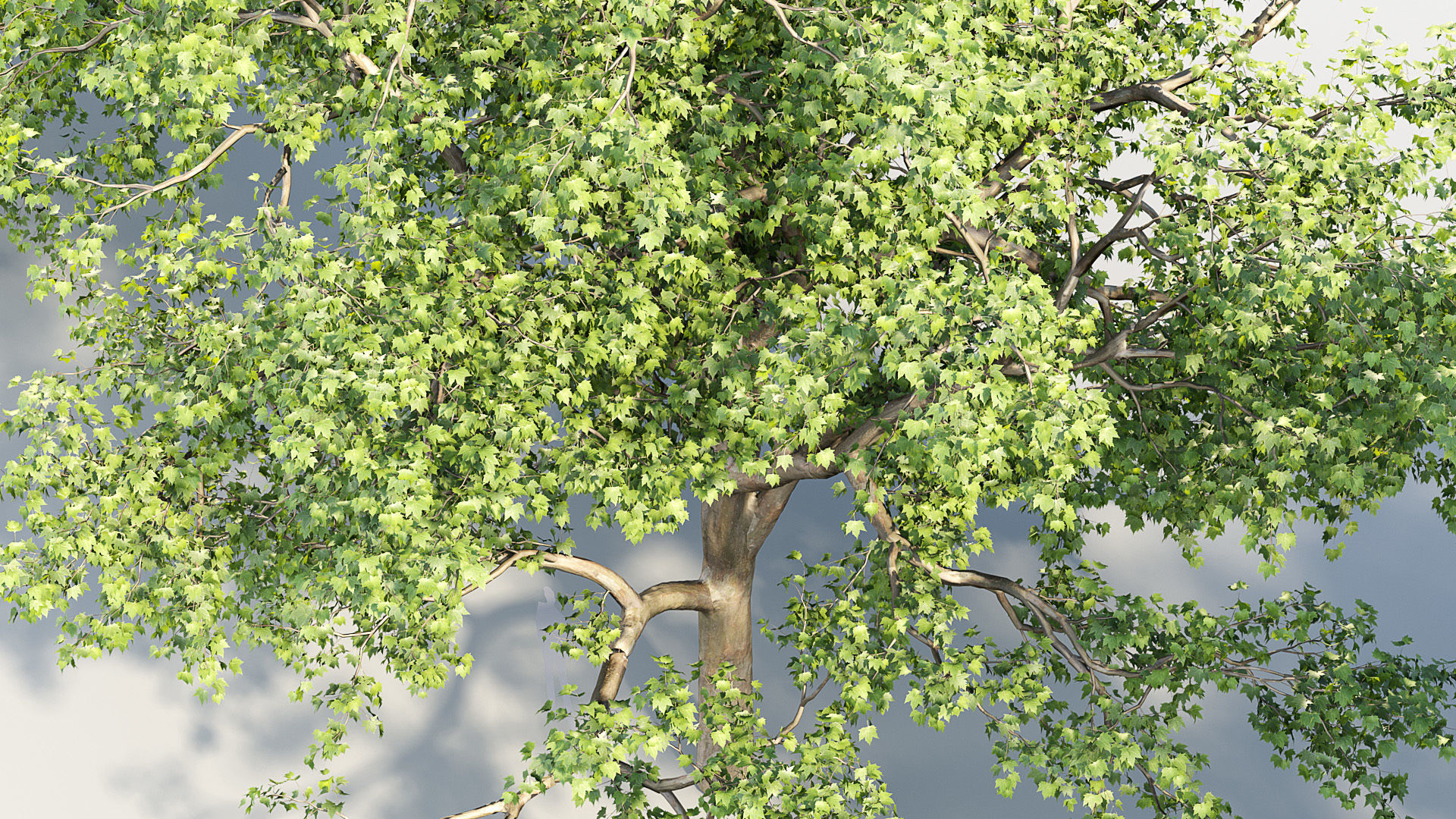 Platanus acerifolia London Plane 02 3D model_6