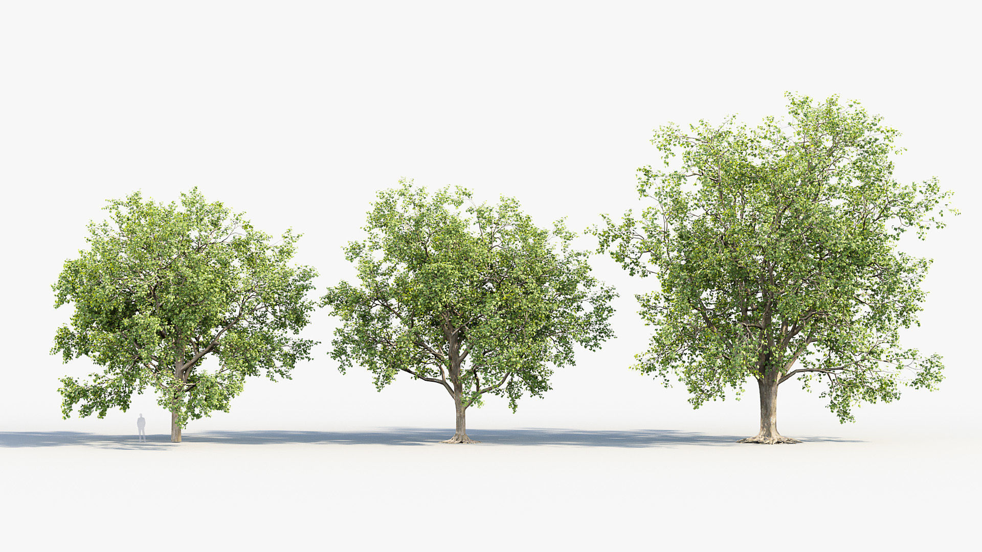 Platanus acerifolia London Plane 02 3D model_3