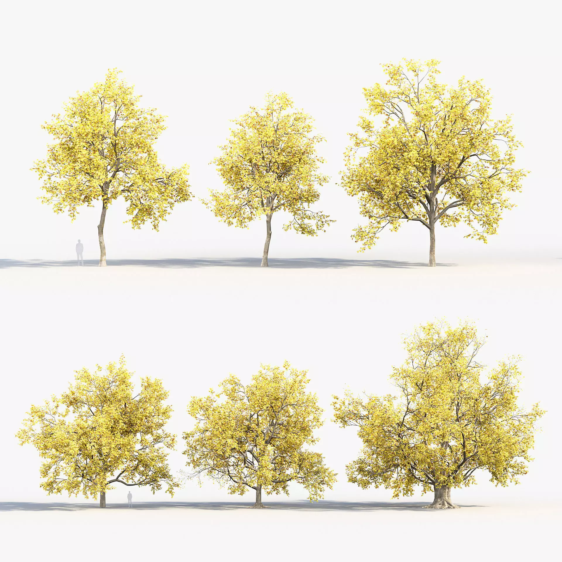 Platanus acerifolia London Plane 01 3D model