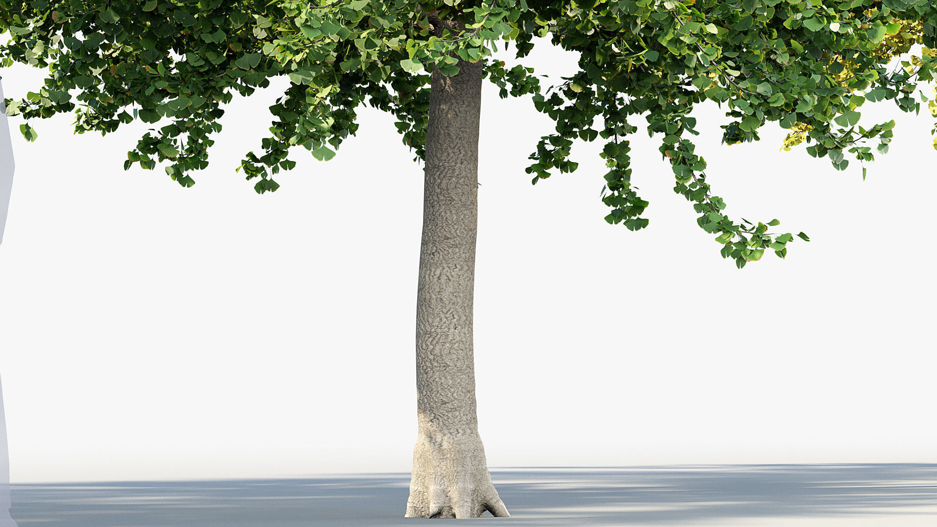 Ginkgo biloba Maidenhair trees 01 3D model_6