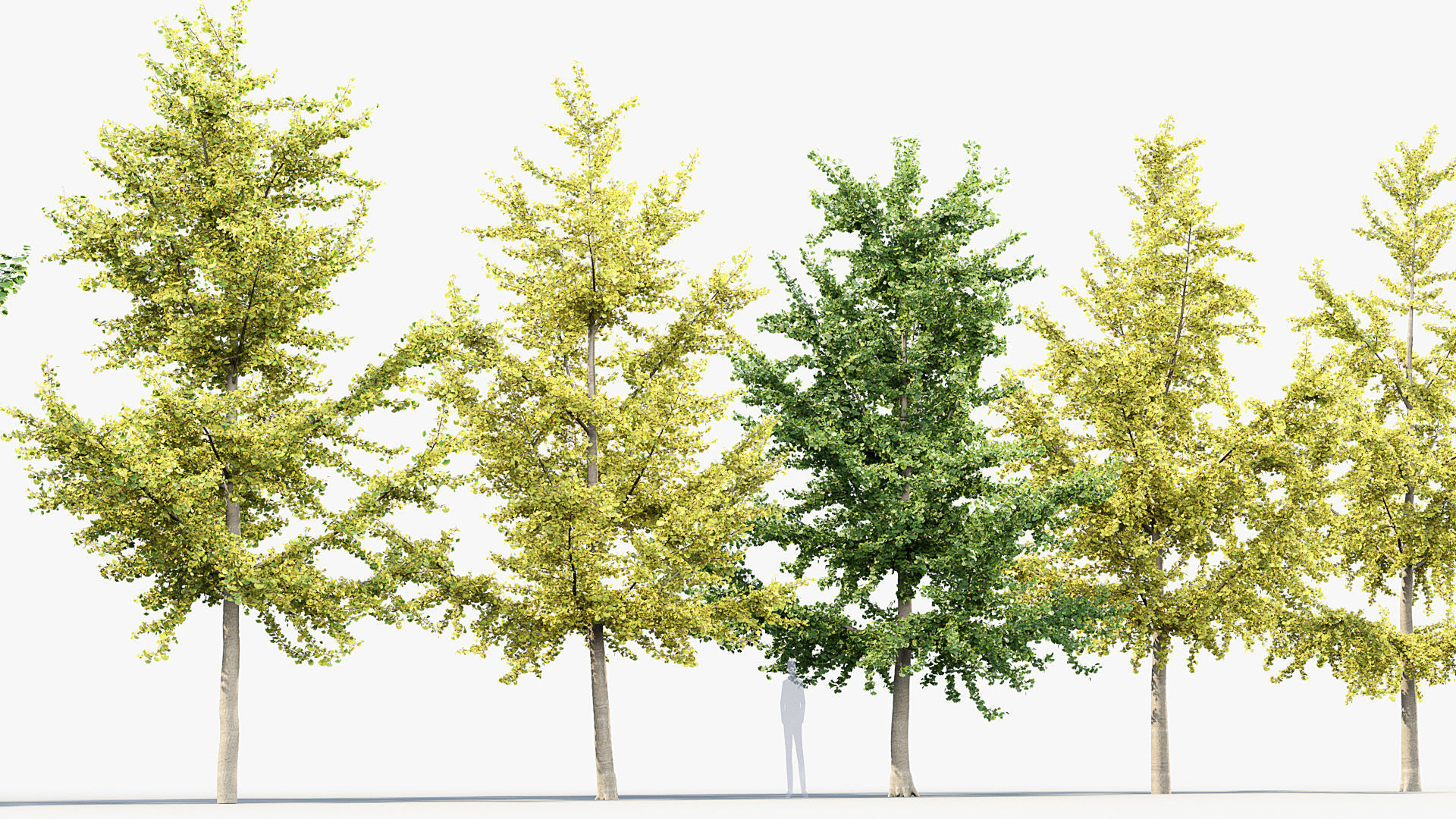 Ginkgo biloba Maidenhair trees 01 3D model_4