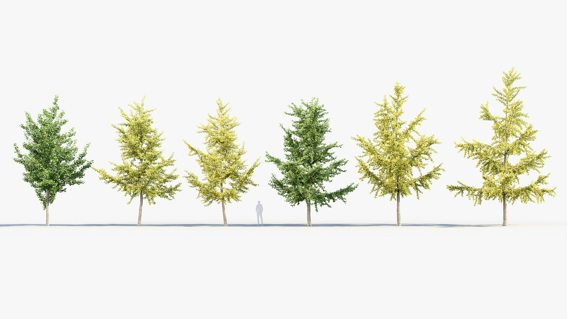 Ginkgo biloba Maidenhair trees 01 3D model_1