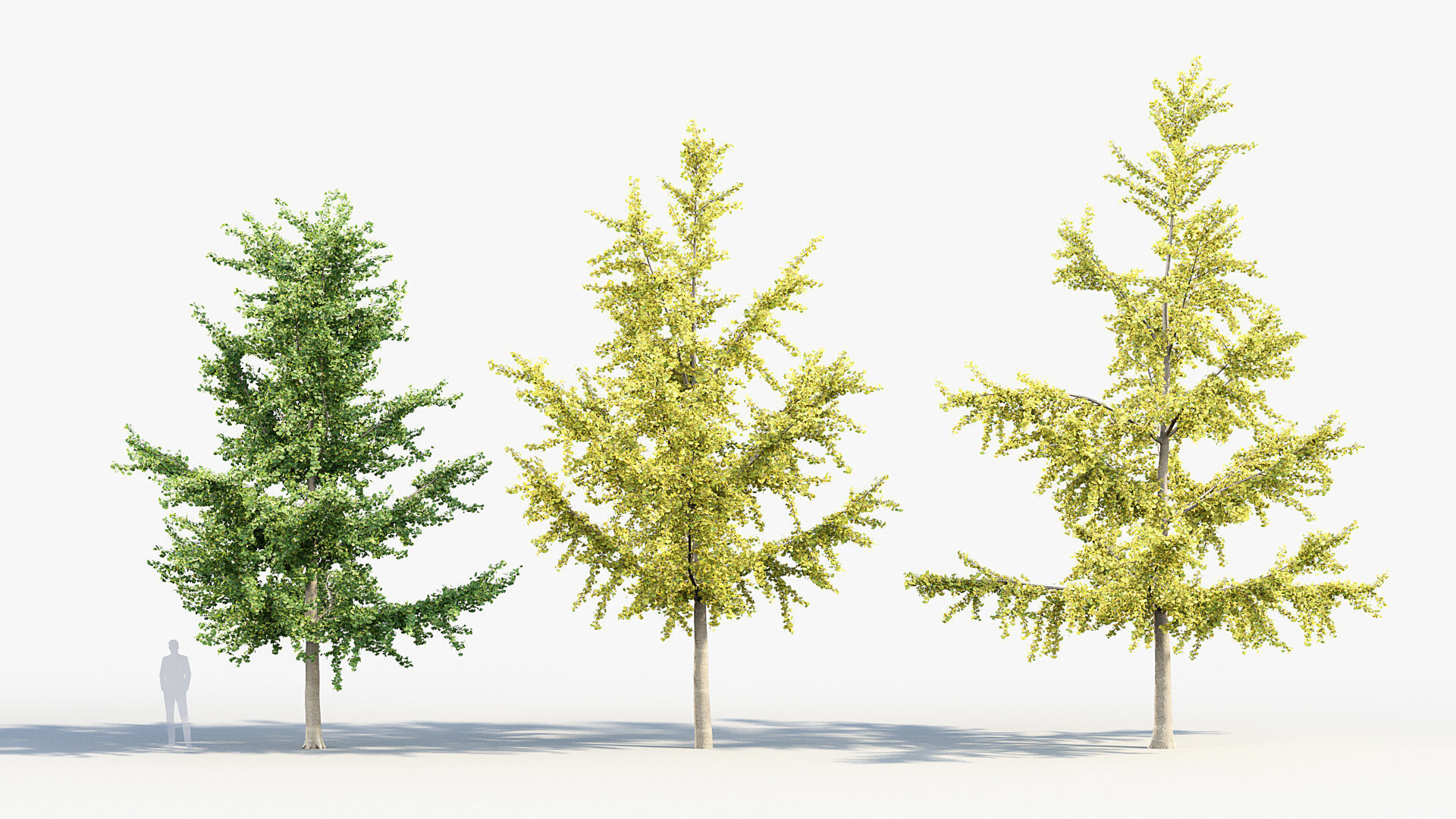 Ginkgo biloba Maidenhair trees 01 3D model_3