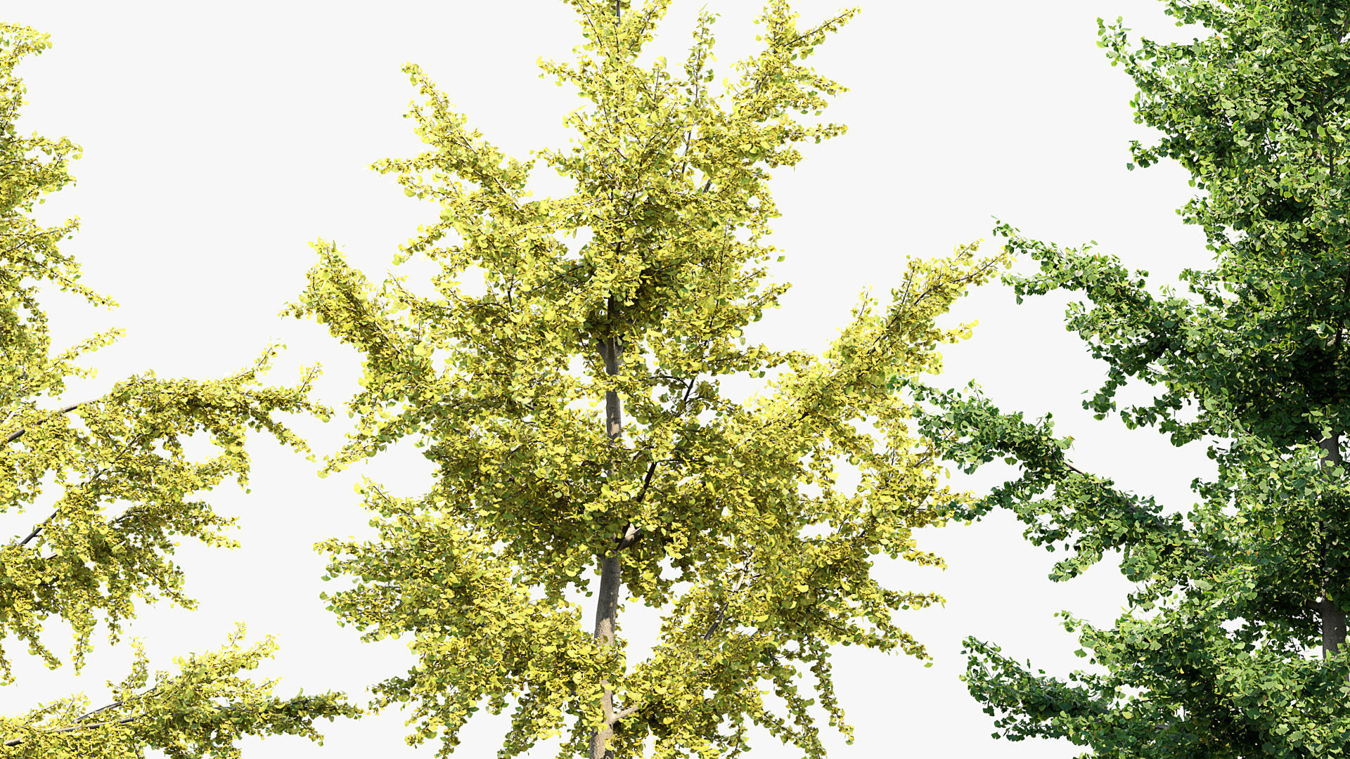 Ginkgo biloba Maidenhair trees 01 3D model_5