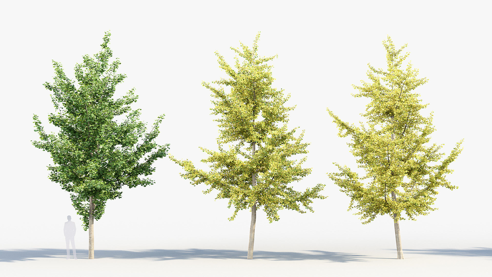 Ginkgo biloba Maidenhair trees 01 3D model_2