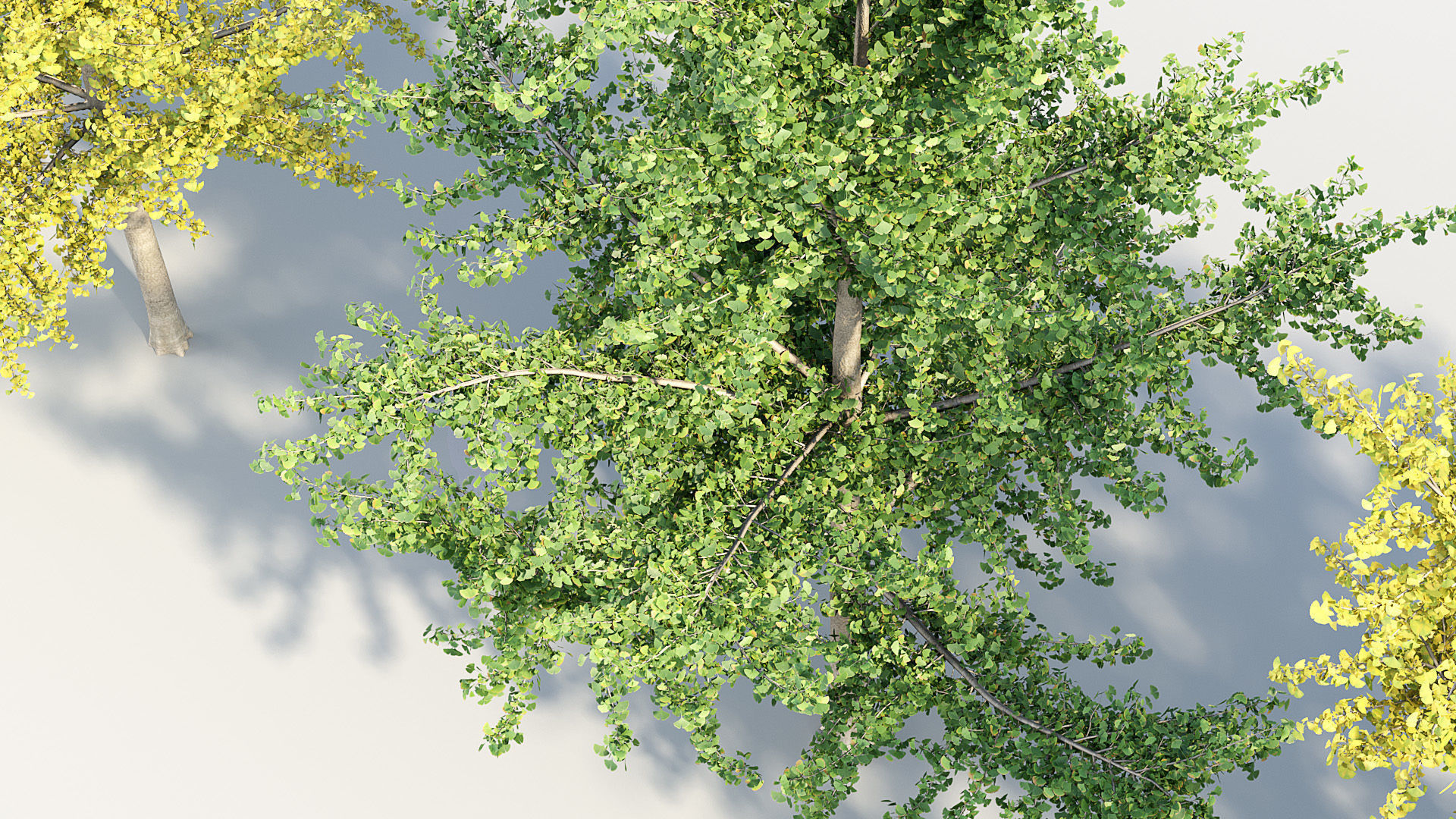 Ginkgo biloba Maidenhair trees 01 3D model_7