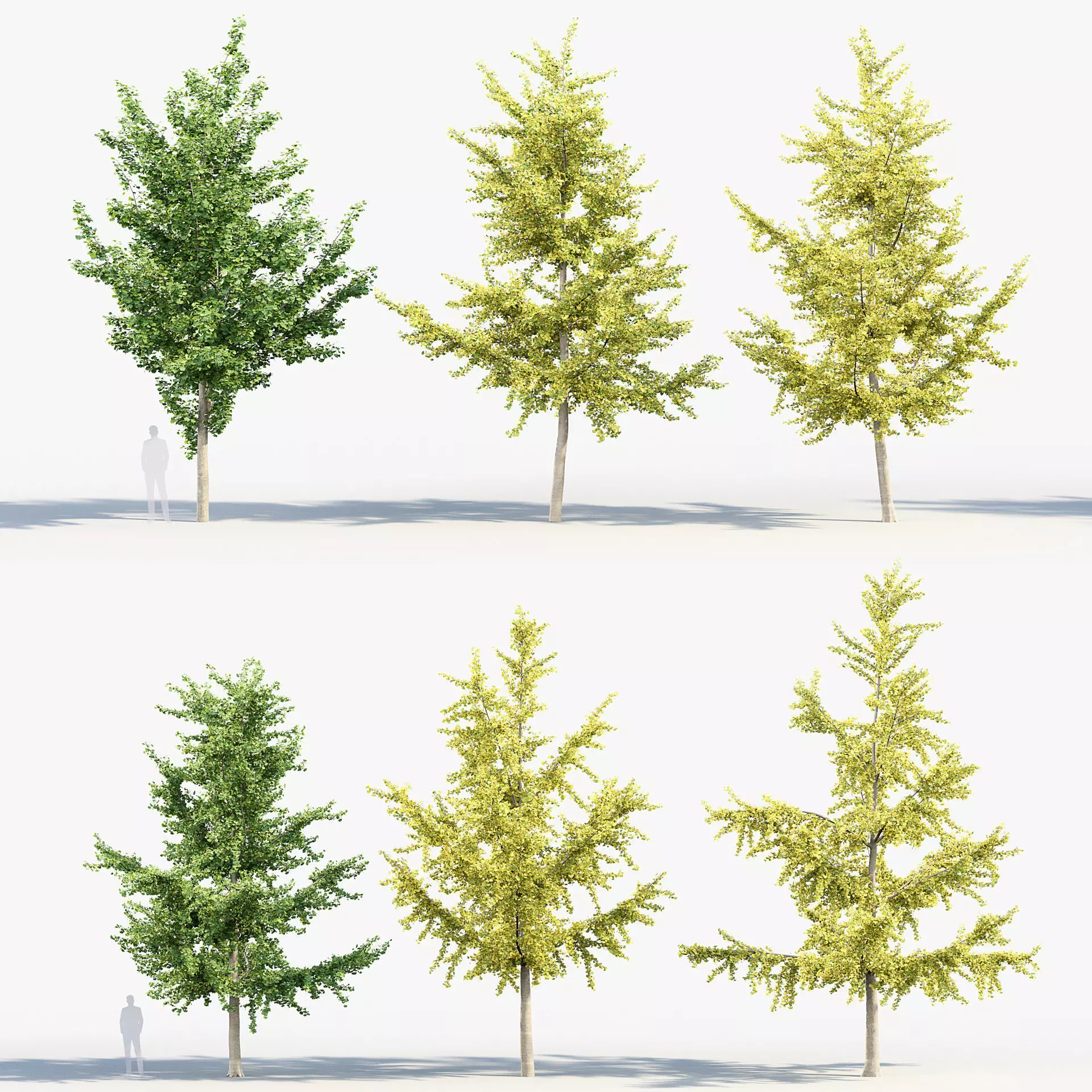 Ginkgo biloba Maidenhair trees 01 3D model_0