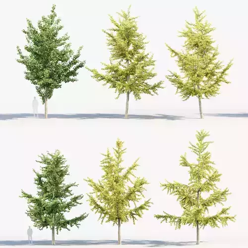 Ginkgo biloba Maidenhair trees 01 3D model