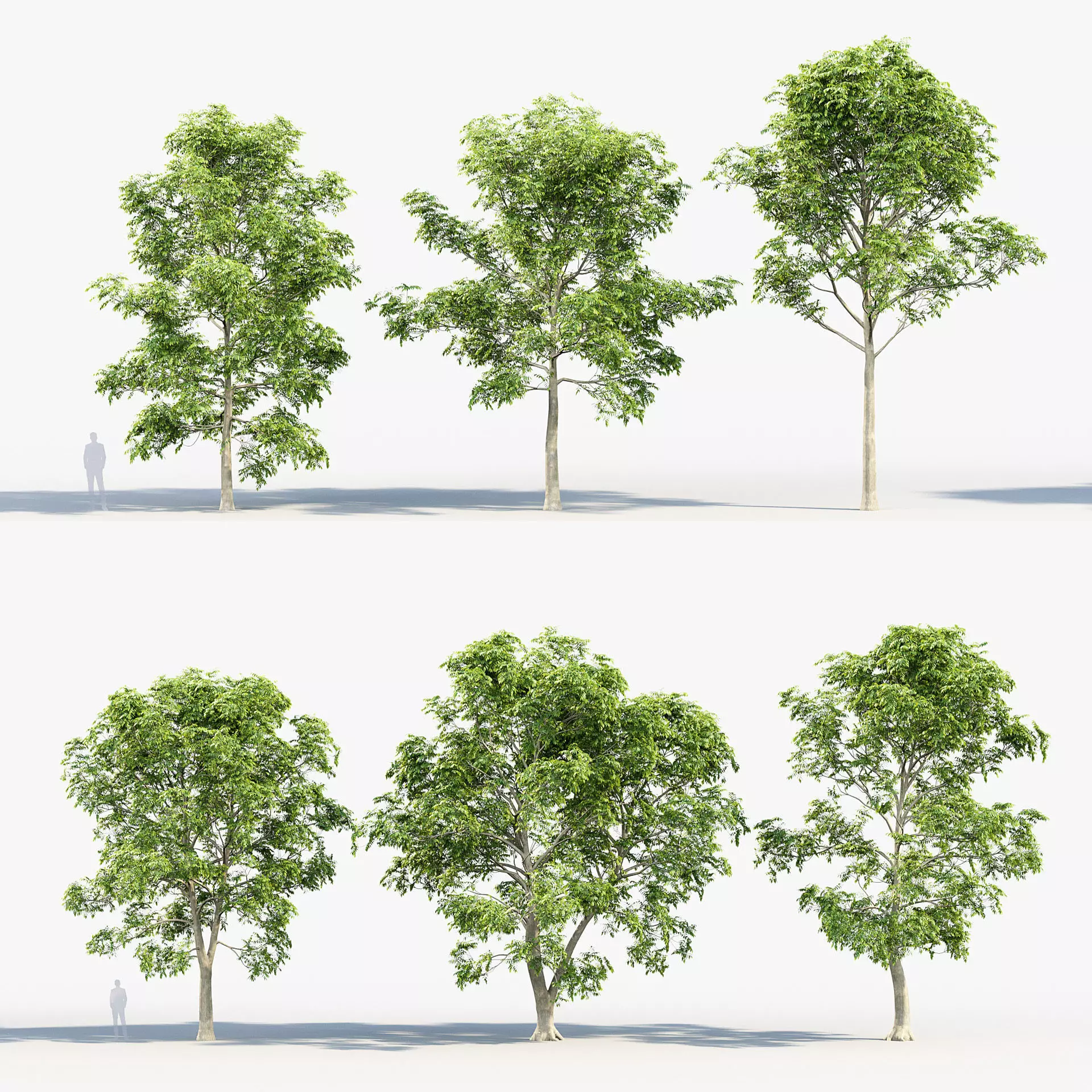 Fraxinus excelsior European ash 02 3D model_0