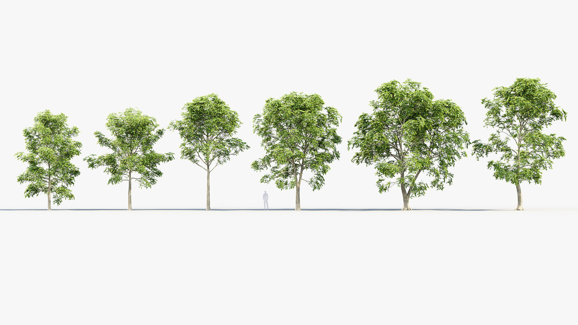 Fraxinus excelsior European ash 02 3D model_1