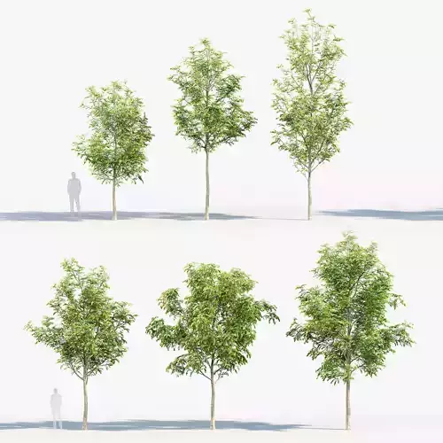 Fraxinus excelsior European ash 01