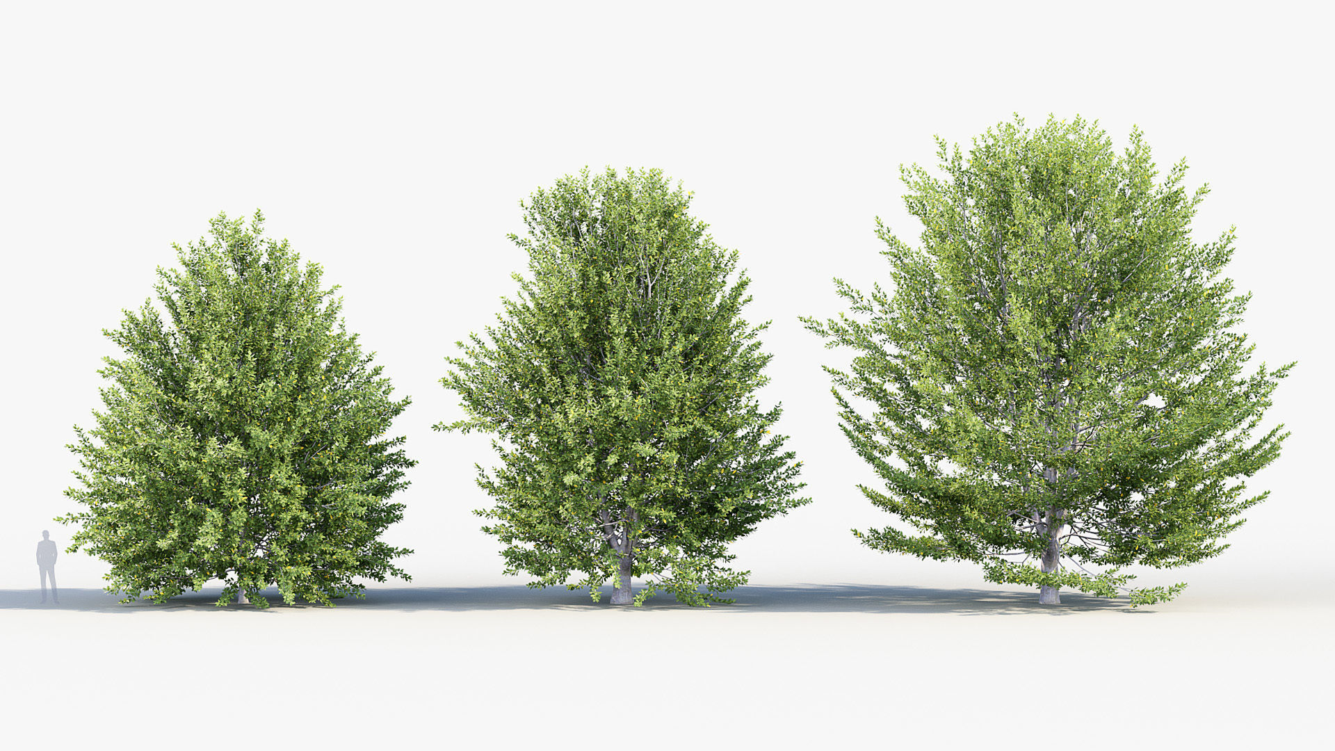 Fagus sylvatica European beech 3D model_2