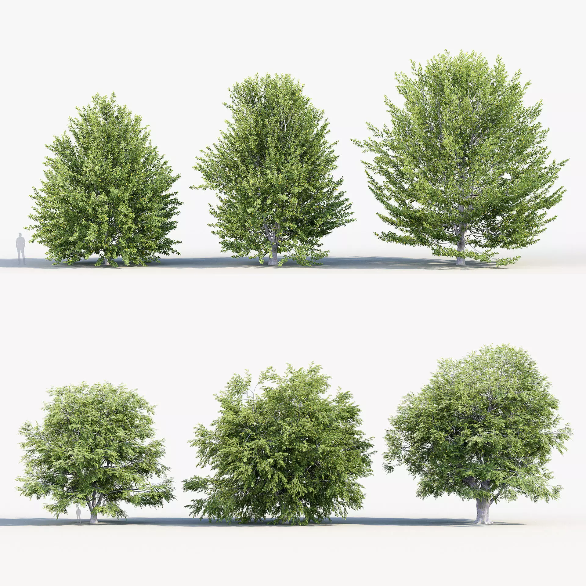 Fagus sylvatica European beech 3D model_0