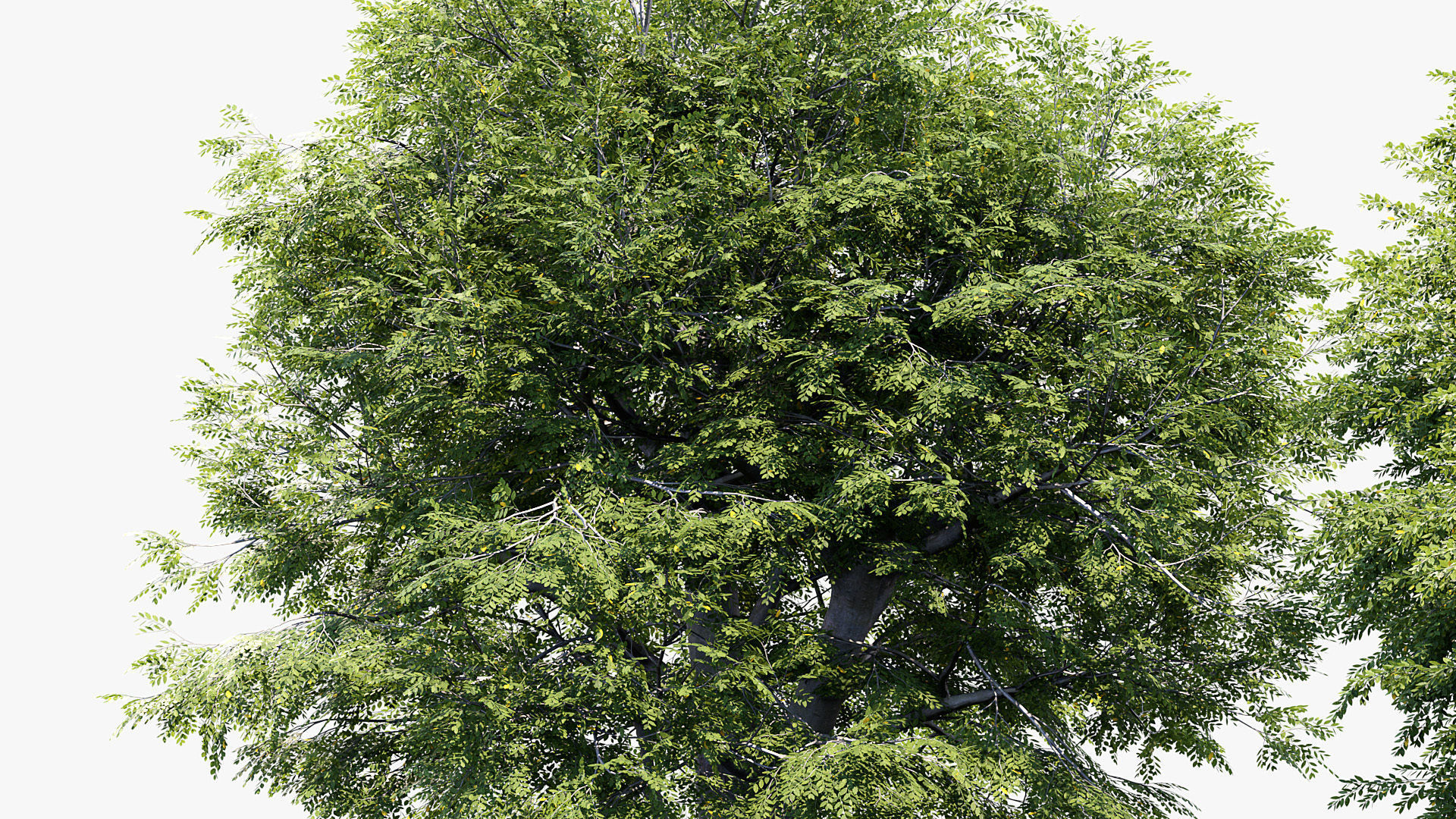Fagus sylvatica European beech 3D model_5