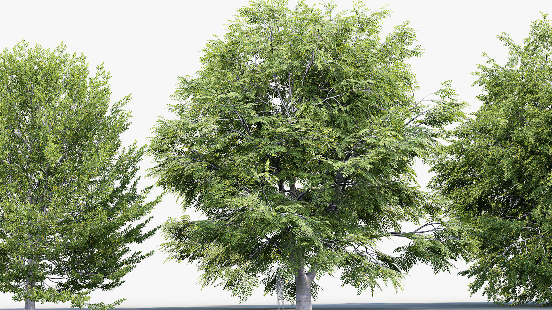 Fagus sylvatica European beech 3D model_7