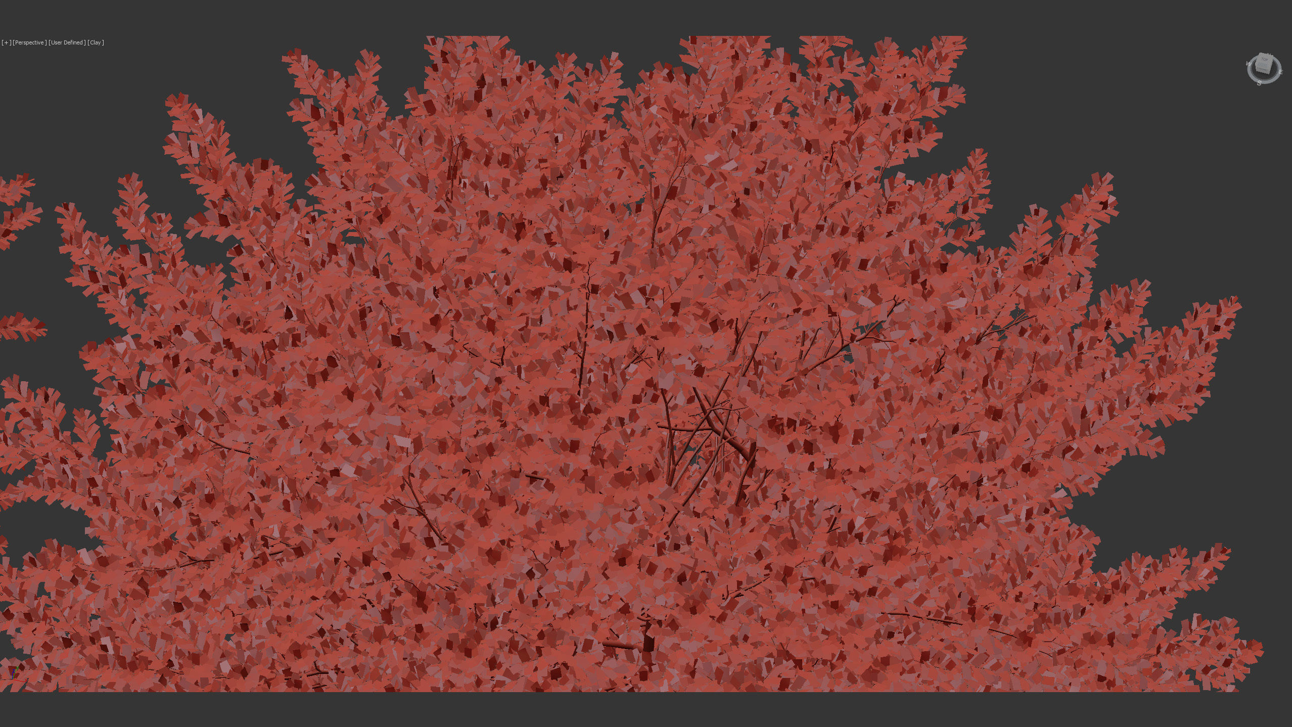 Fagus sylvatica European beech 3D model_12