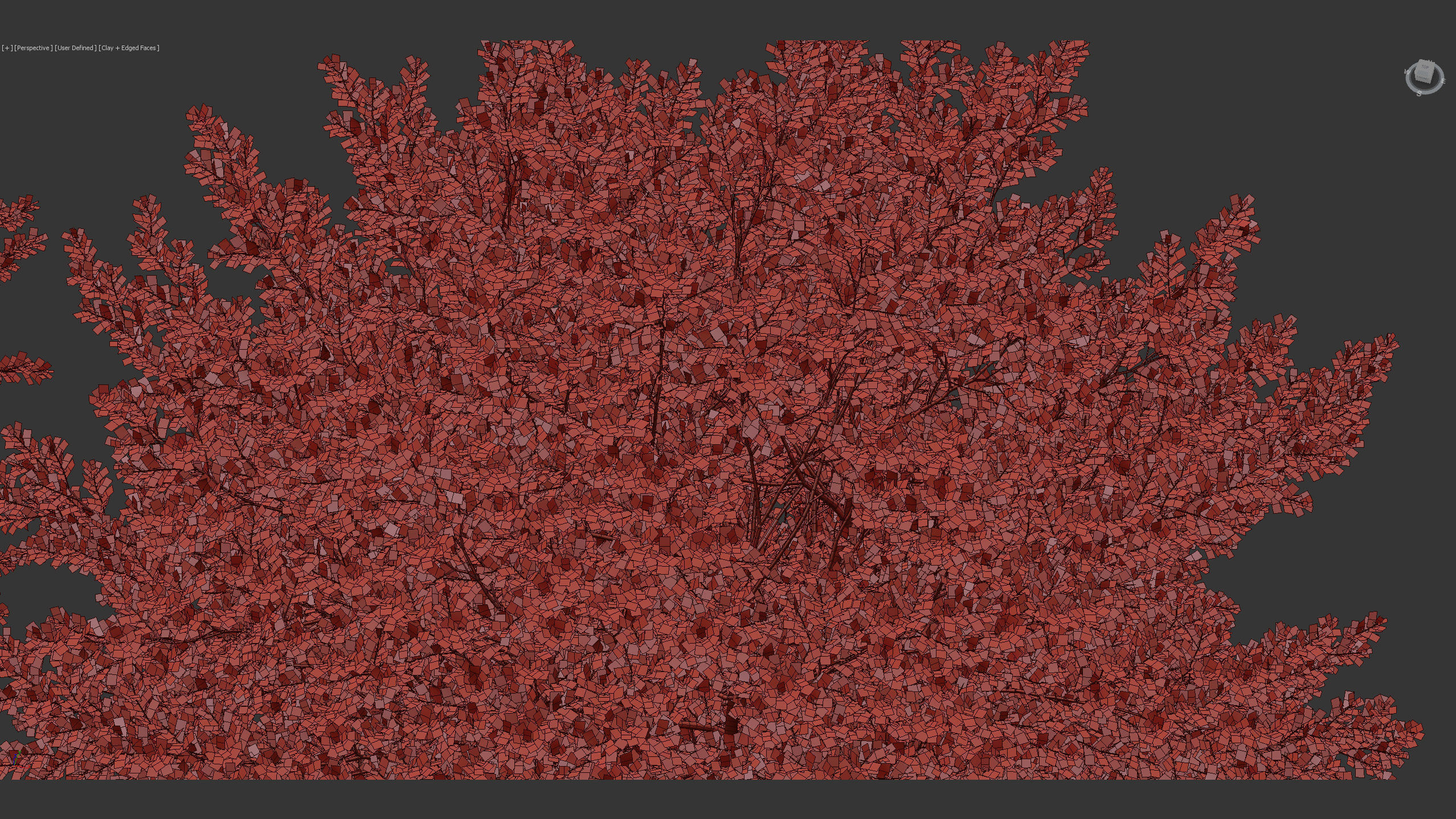 Fagus sylvatica European beech 3D model_13
