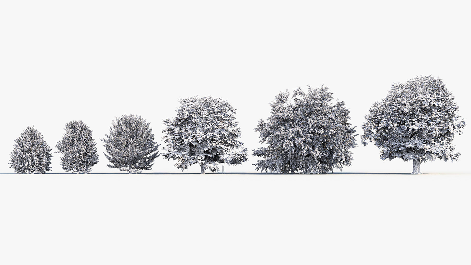 Fagus sylvatica European beech 3D model_8
