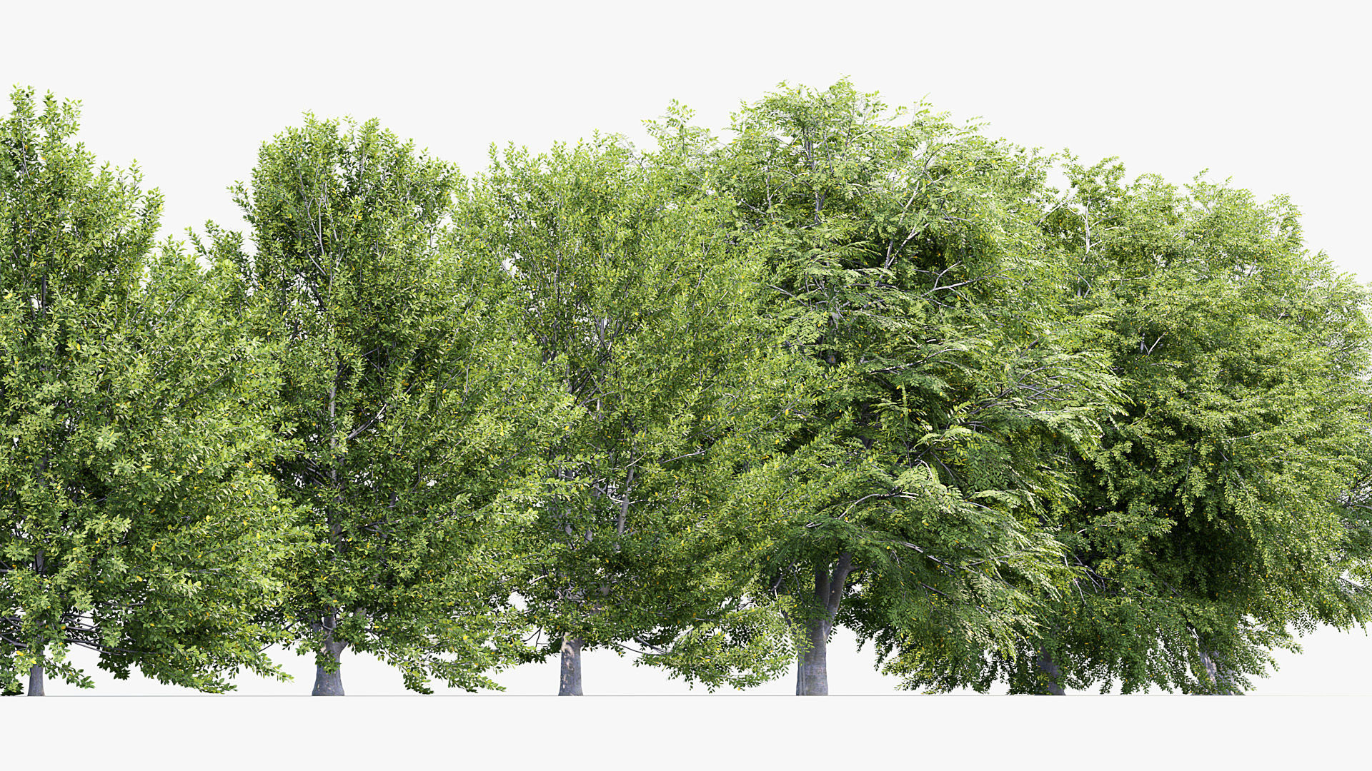 Fagus sylvatica European beech 3D model_4