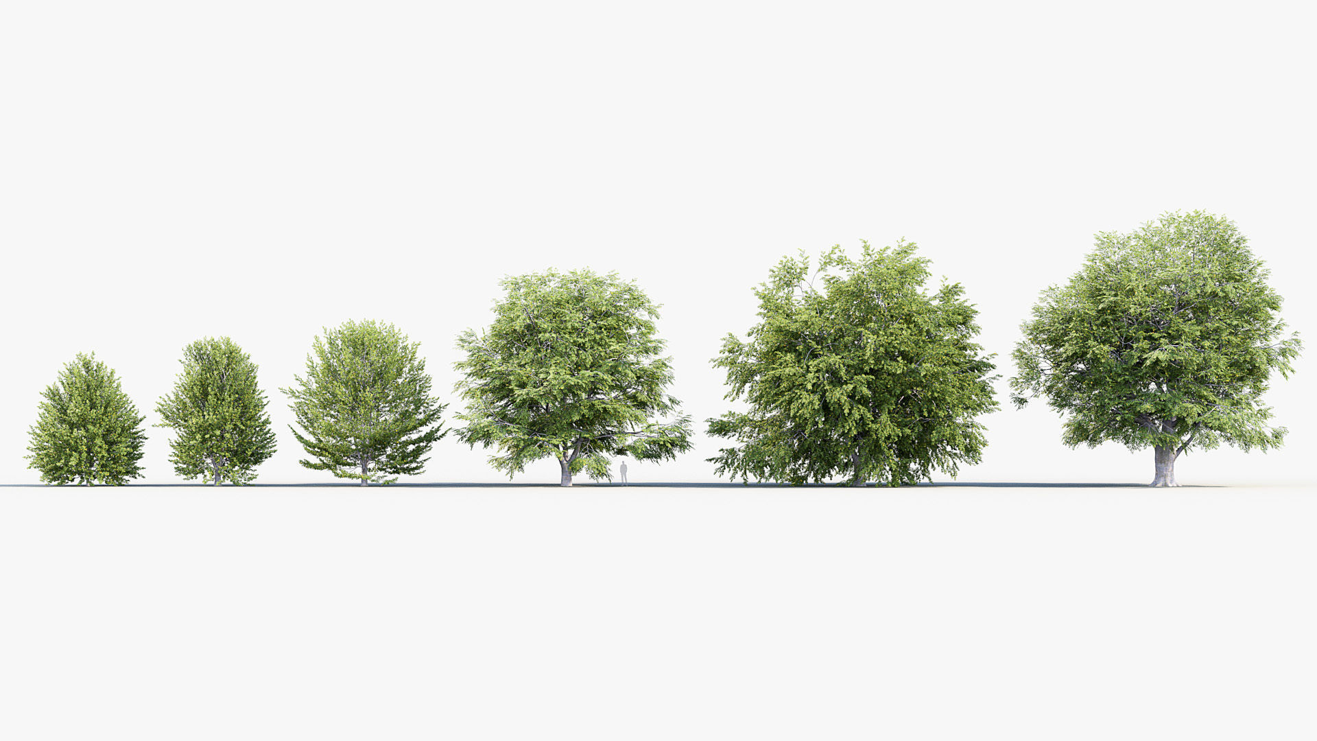 Fagus sylvatica European beech 3D model_1