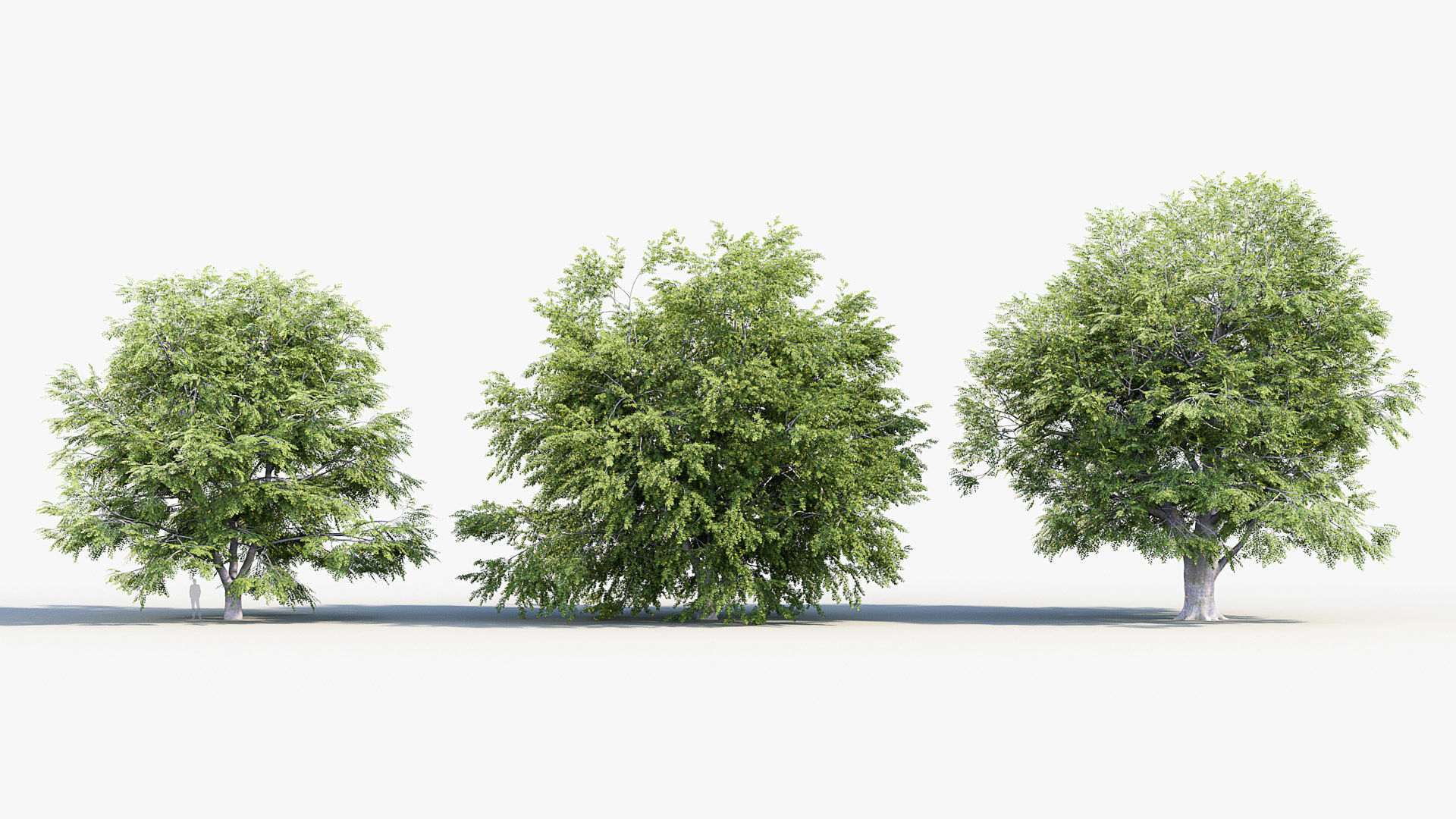 Fagus sylvatica European beech 3D model_3