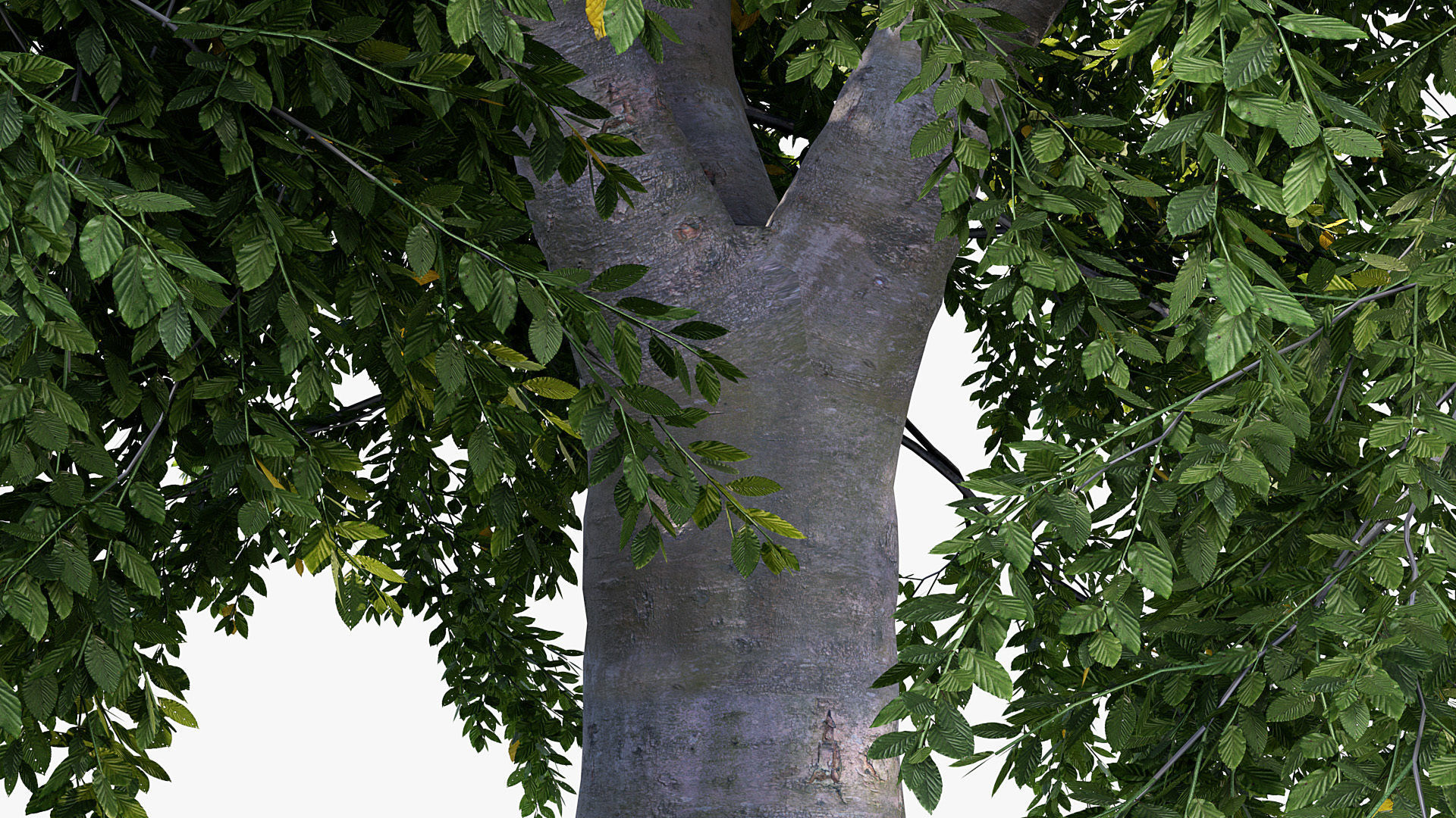 Fagus sylvatica European beech 3D model_6