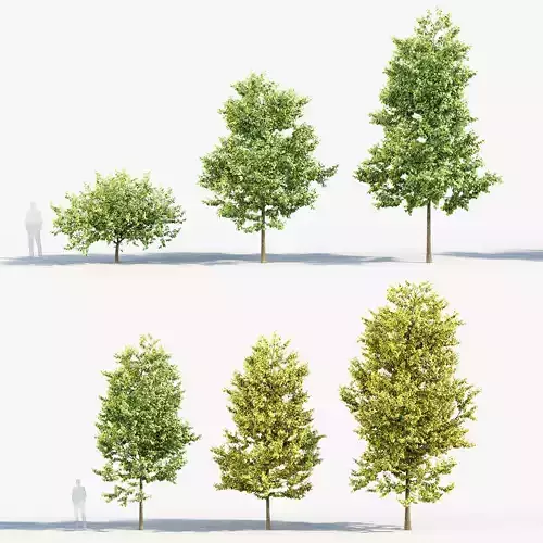 Celtis australis European nettle tree 01 3D model