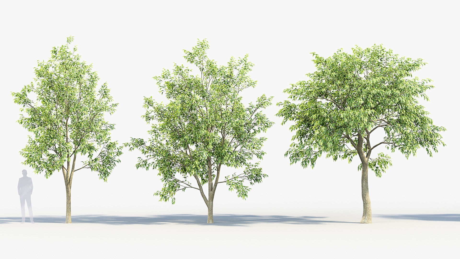 Celtis australis European nettle tree 02 3D model_2