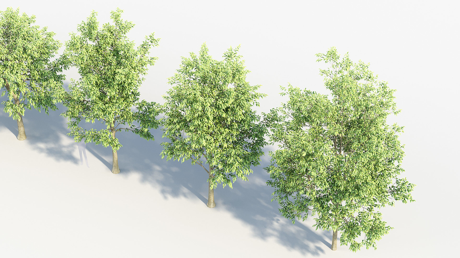 Celtis australis European nettle tree 02 3D model_6