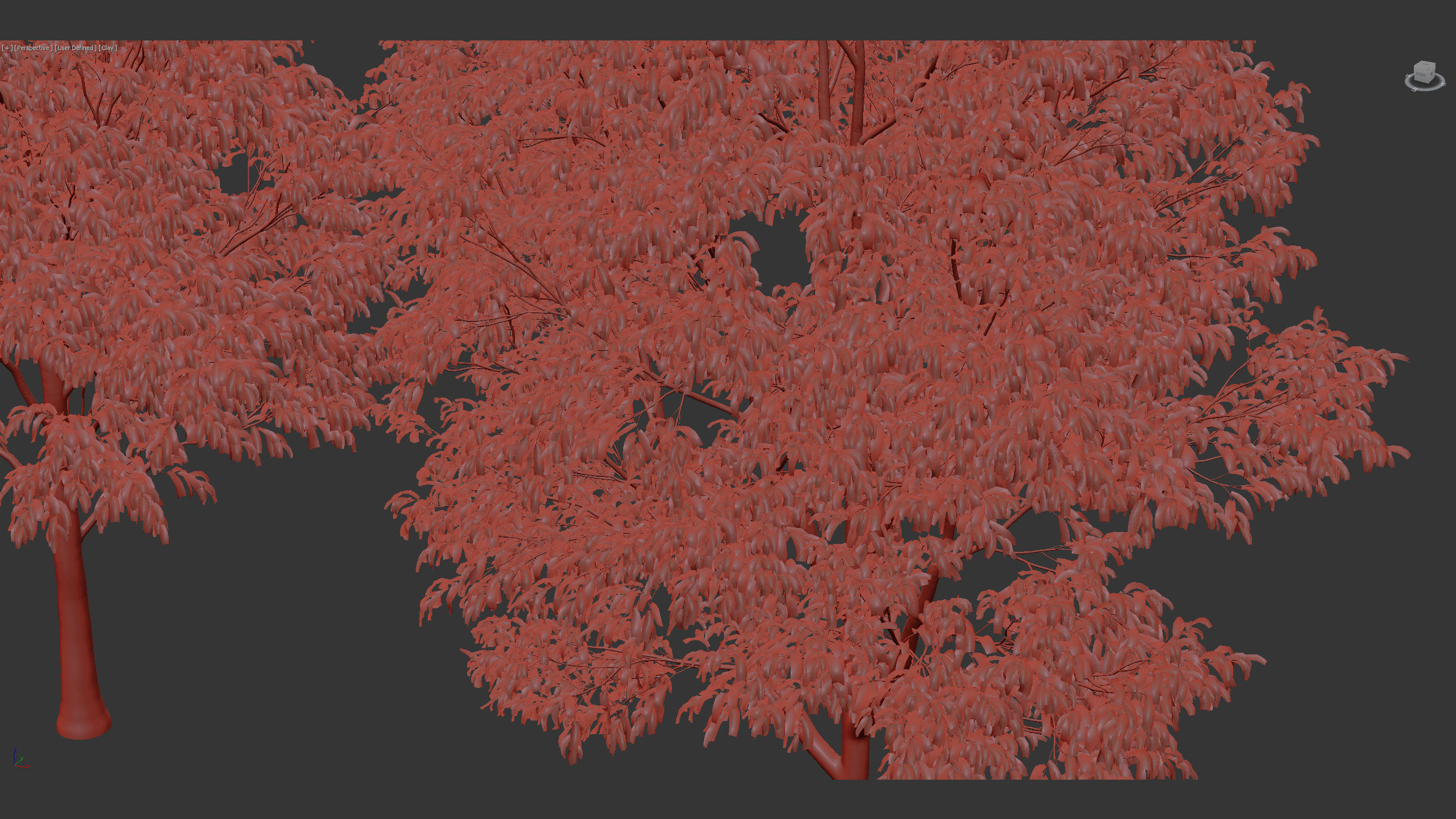 Celtis australis European nettle tree 02 3D model_12