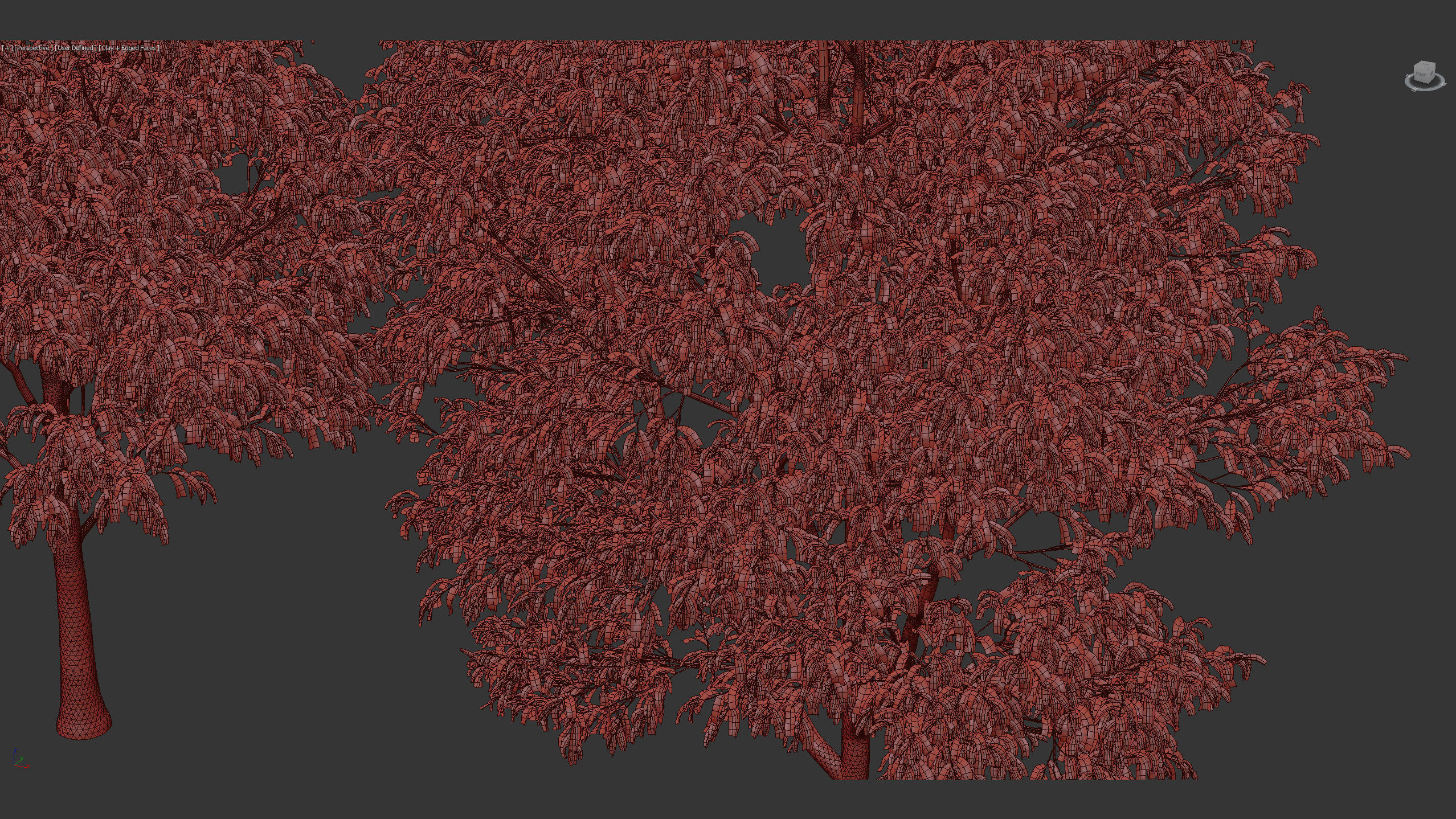 Celtis australis European nettle tree 02 3D model_13