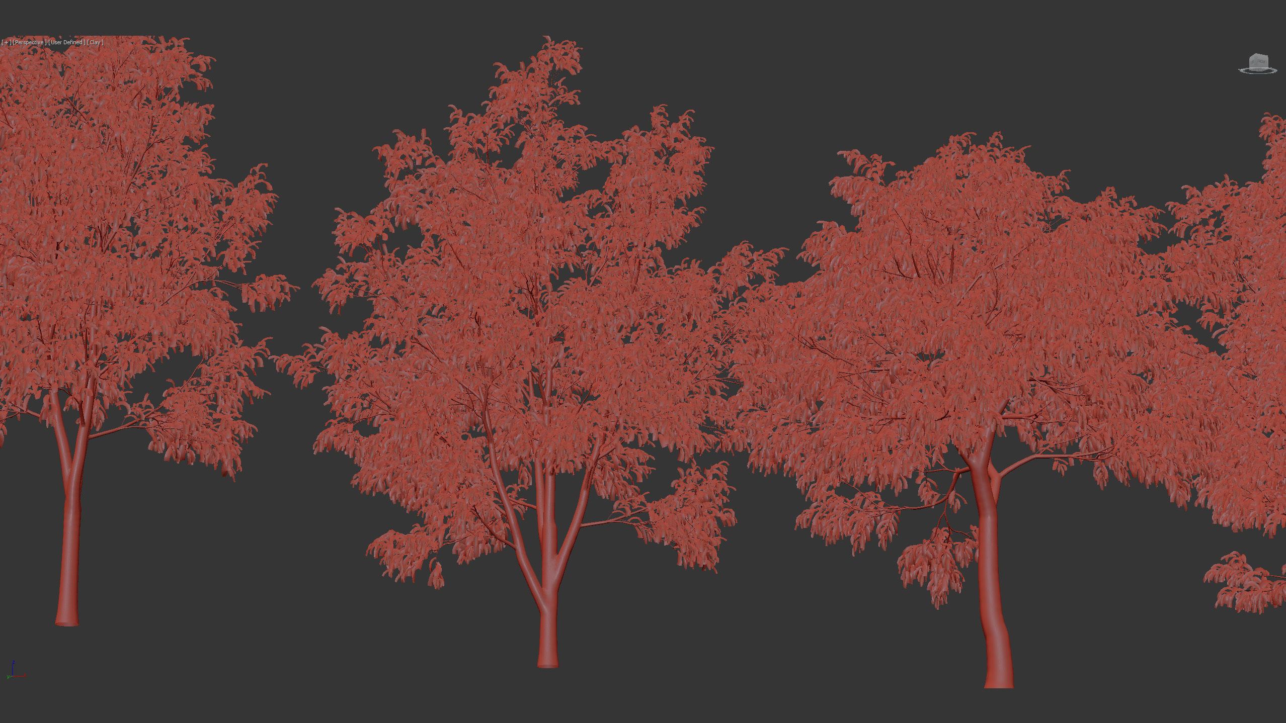 Celtis australis European nettle tree 02 3D model_10
