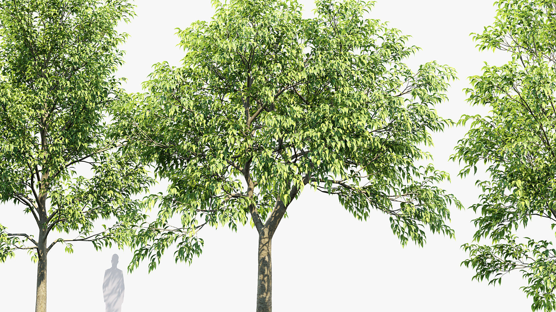 Celtis australis European nettle tree 02 3D model_5