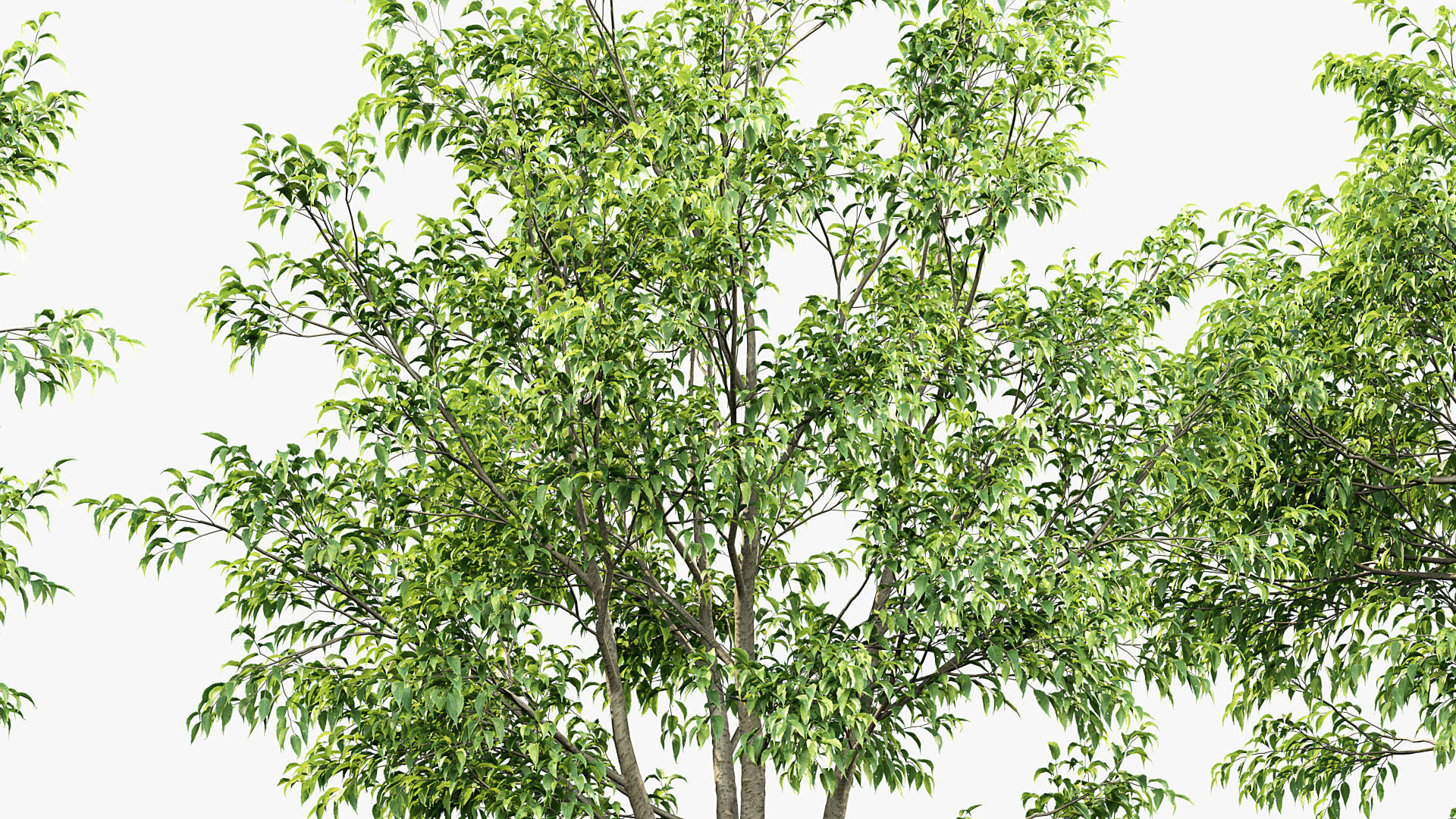 Celtis australis European nettle tree 02 3D model_4