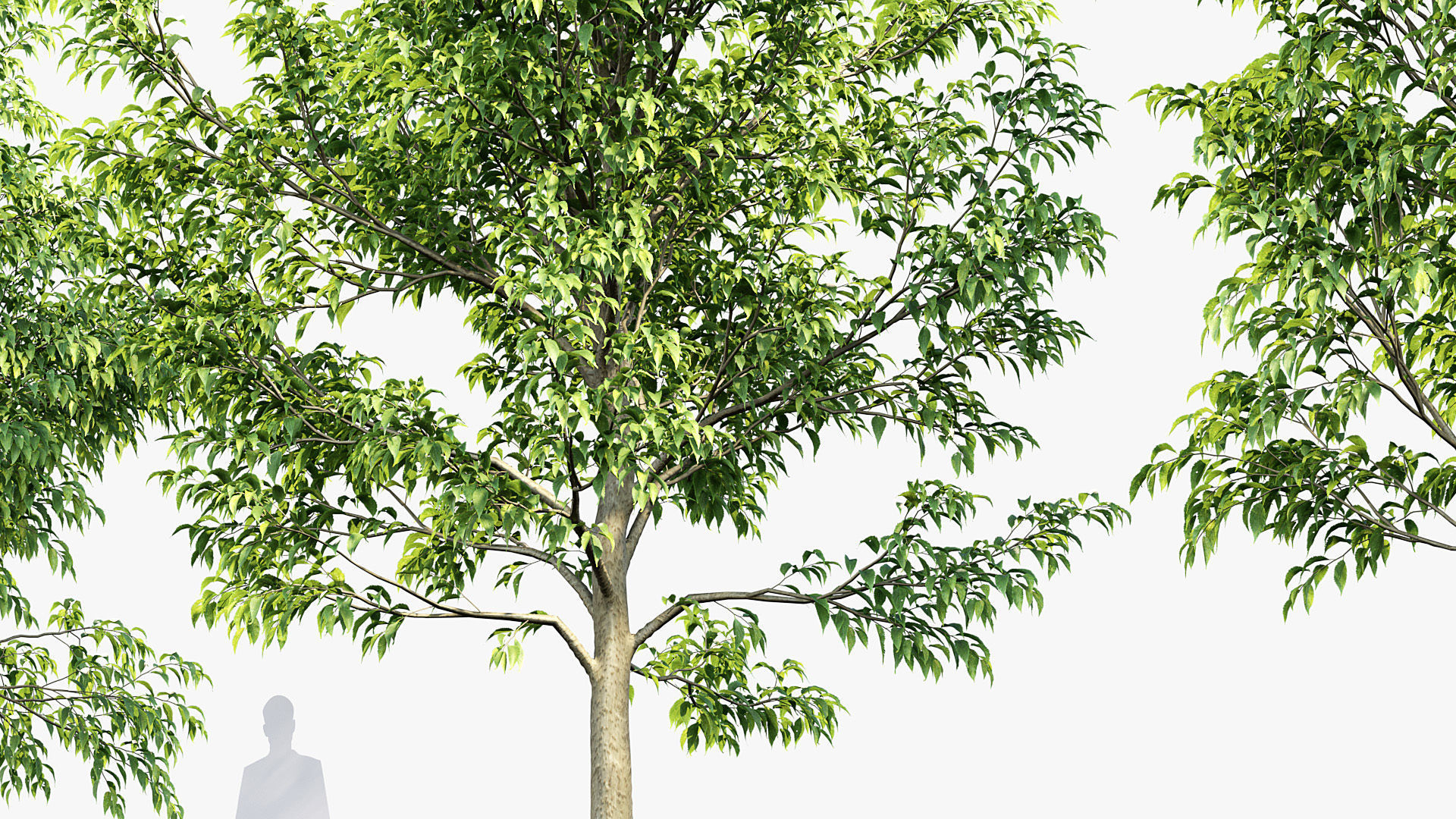 Celtis australis European nettle tree 02 3D model_7