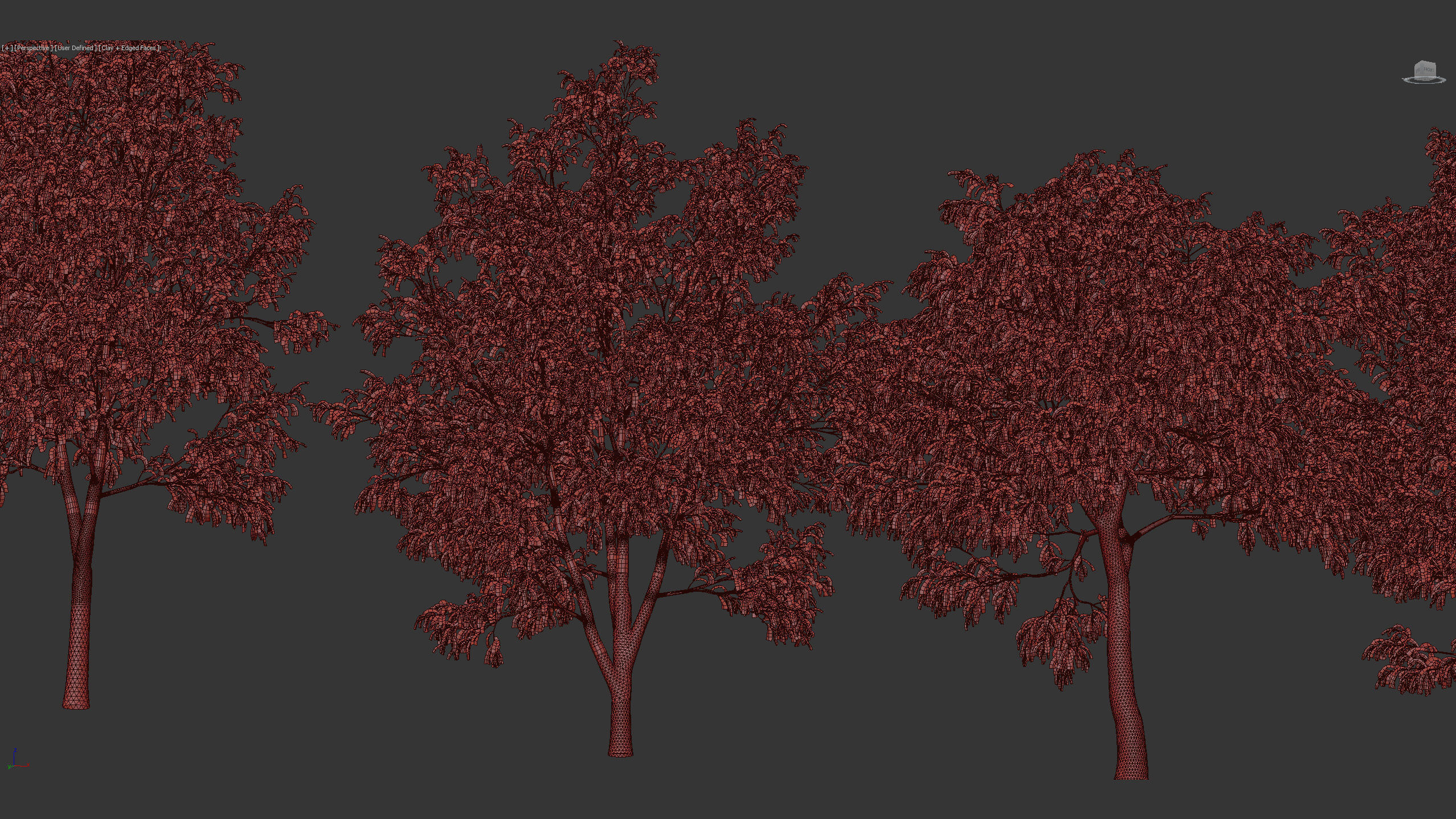 Celtis australis European nettle tree 02 3D model_11