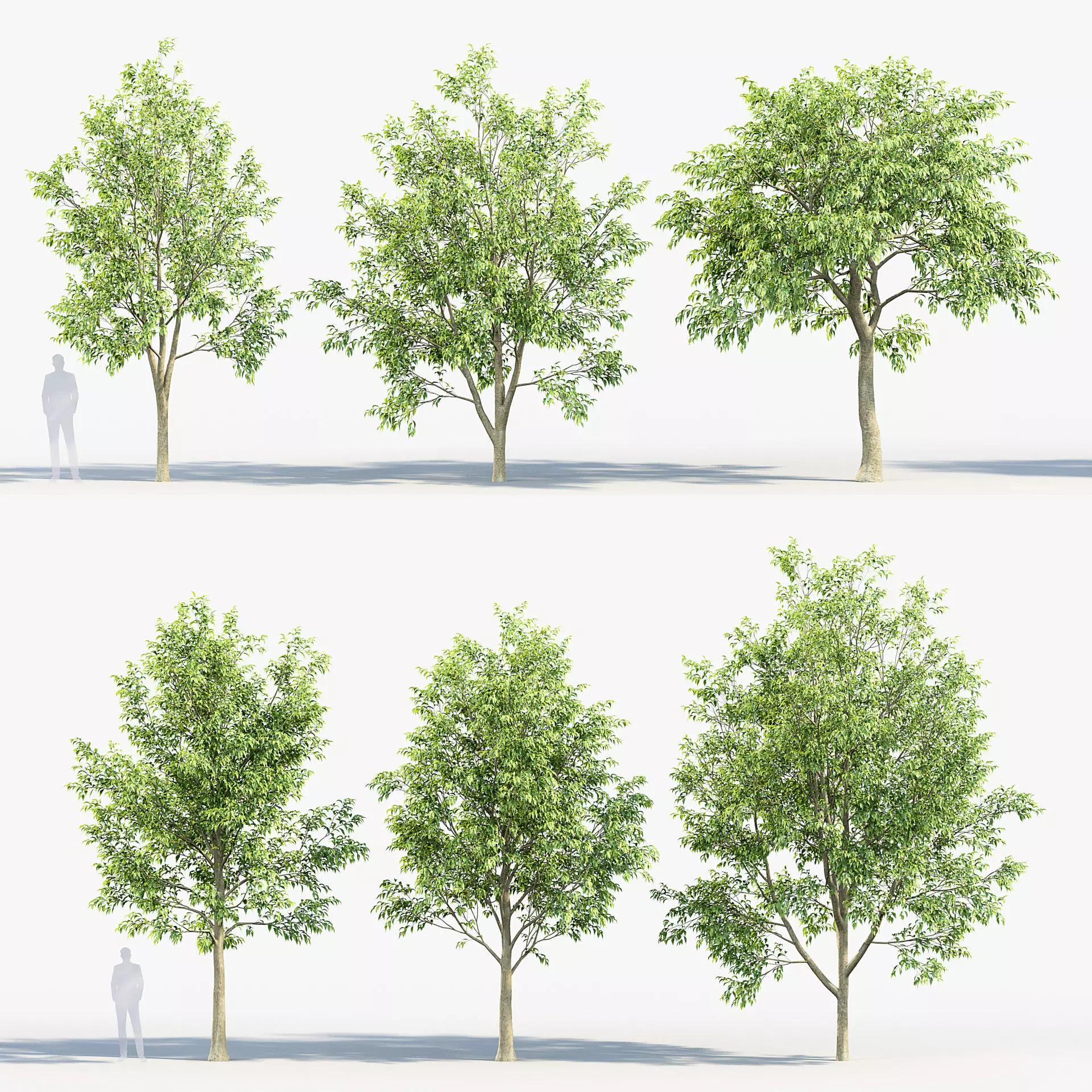 Celtis australis European nettle tree 02 3D model_0