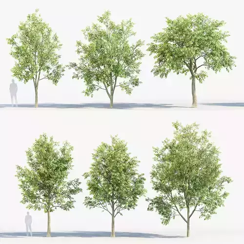 Celtis australis European nettle tree 02 3D model