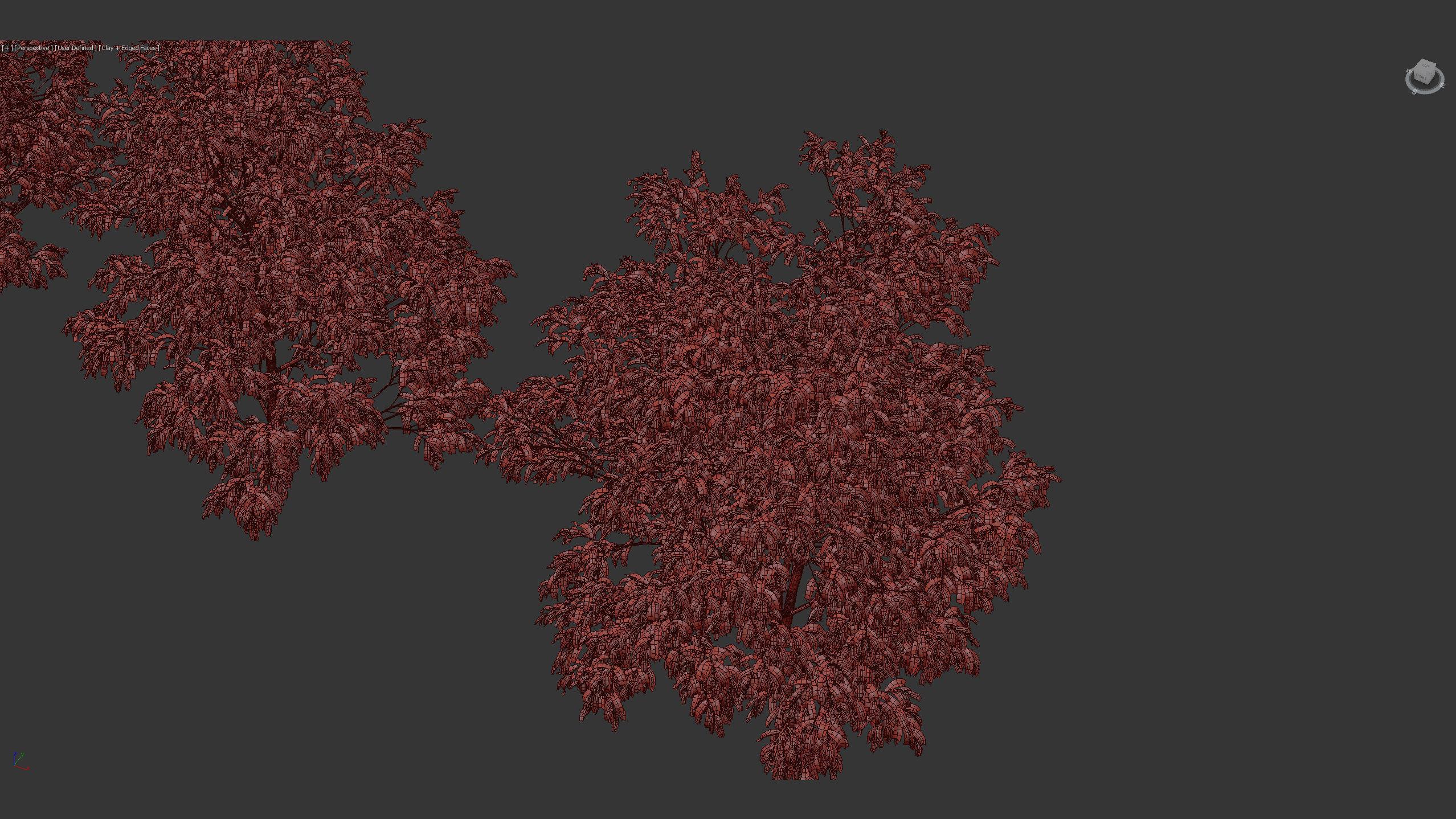 Celtis australis European nettle tree 01 3D model_13