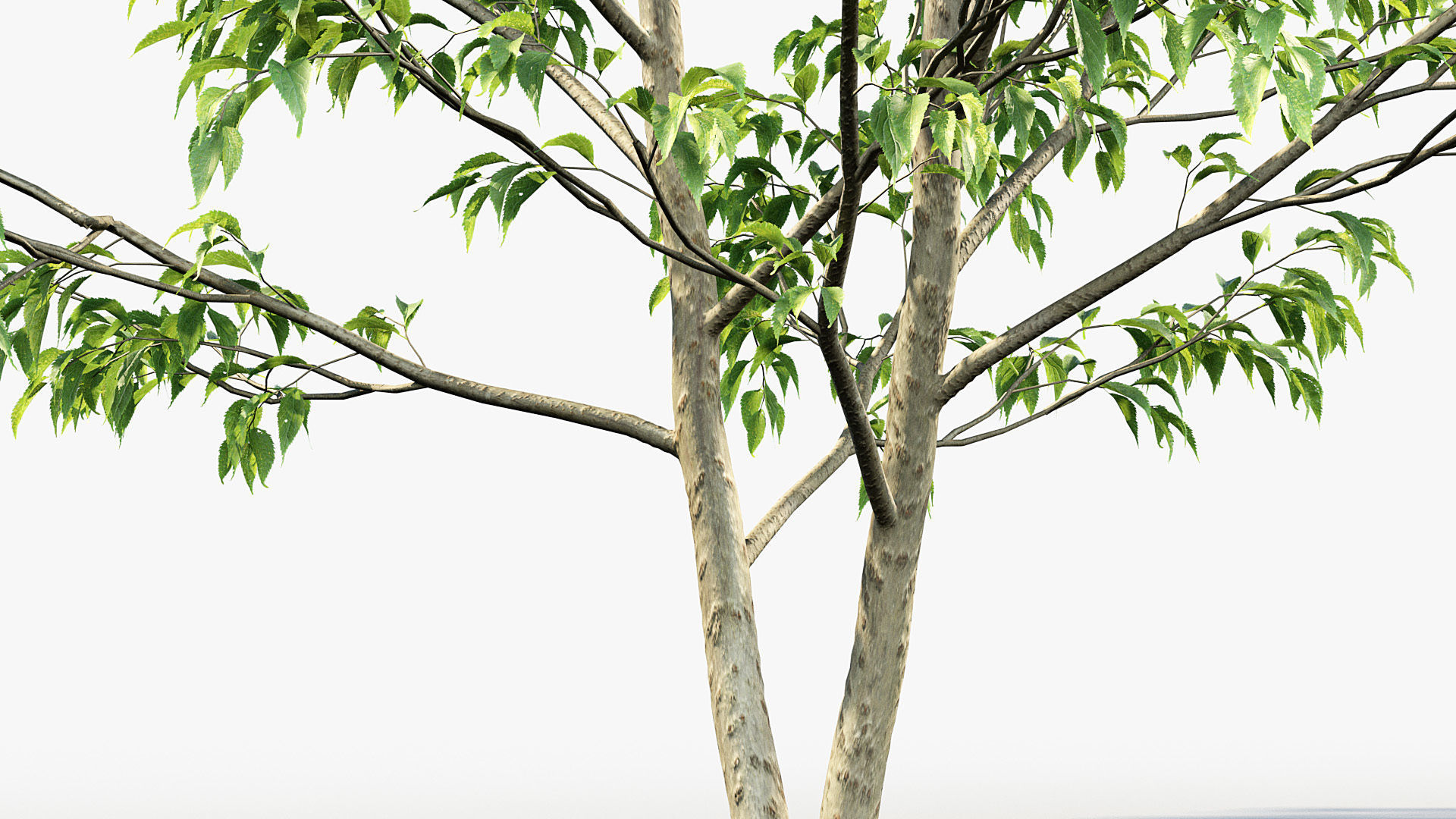 Celtis australis European nettle tree 01 3D model_7