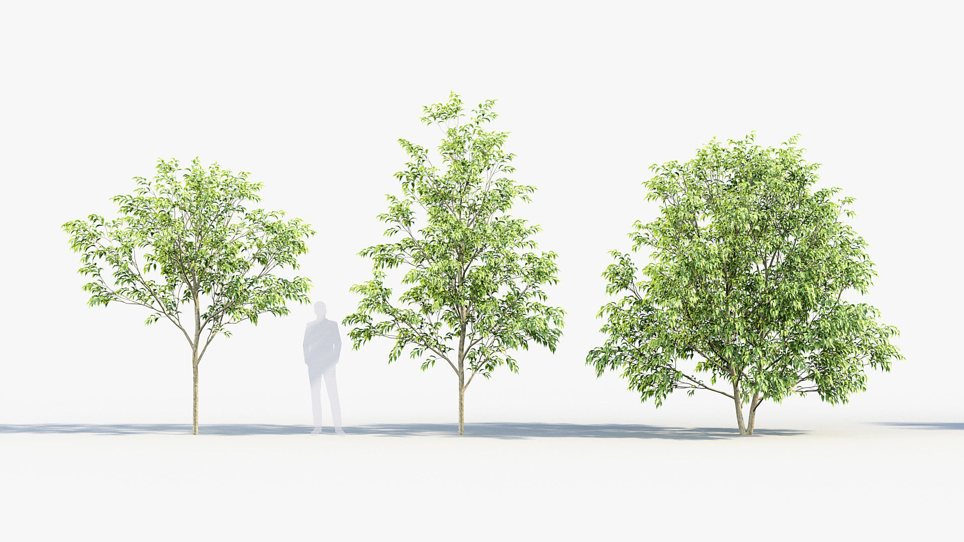 Celtis australis European nettle tree 01 3D model_2