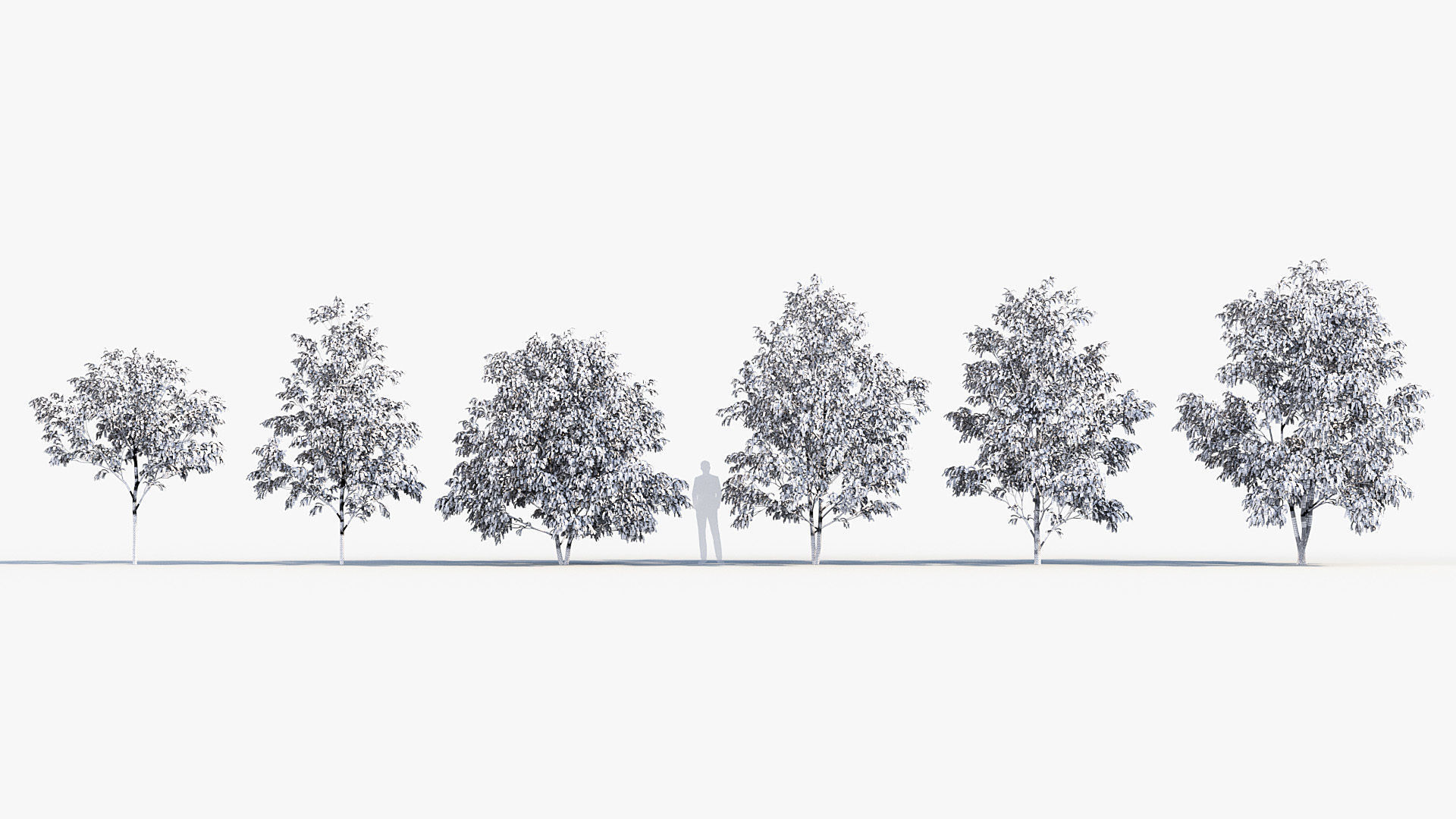 Celtis australis European nettle tree 01 3D model_8