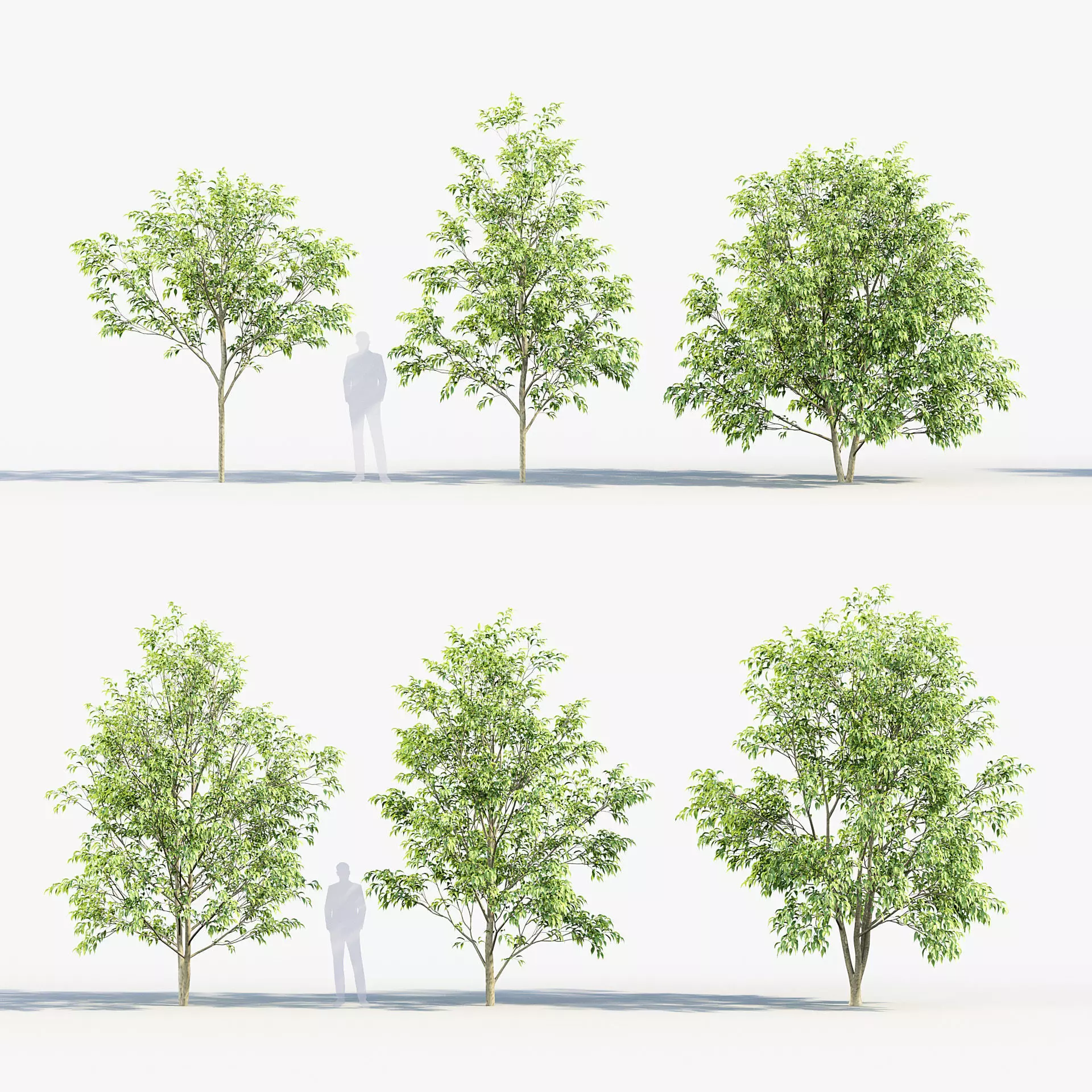Celtis australis European nettle tree 01 3D model_0