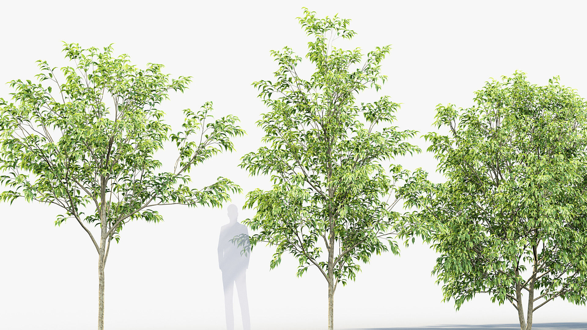 Celtis australis European nettle tree 01 3D model_6