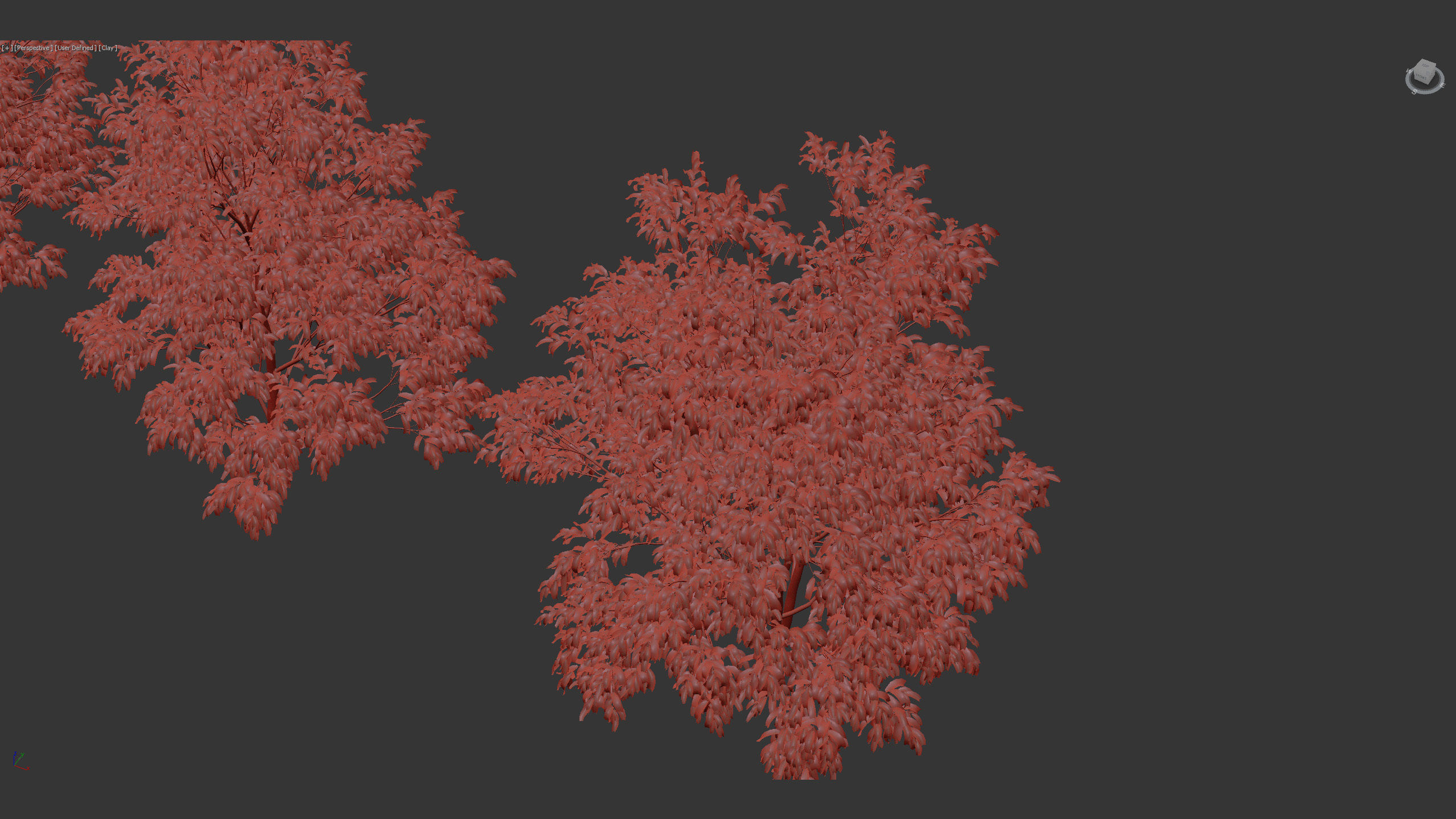 Celtis australis European nettle tree 01 3D model_12