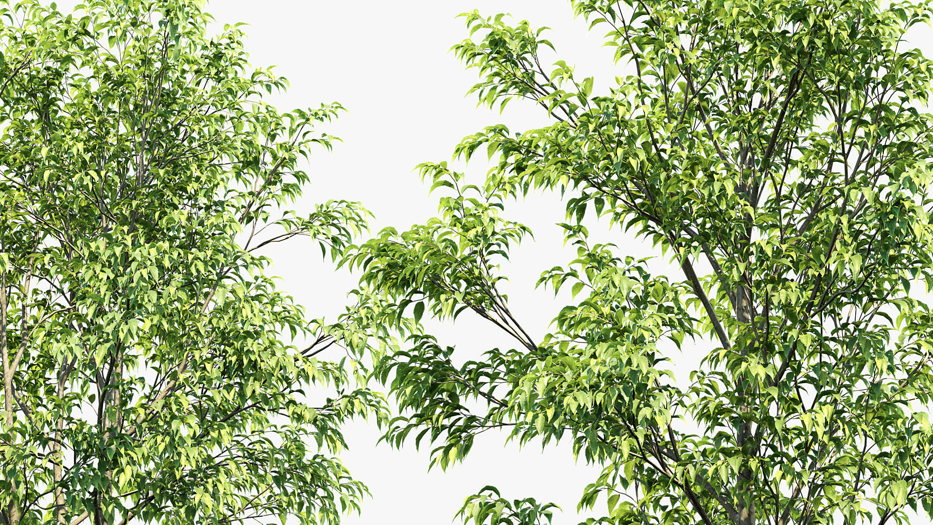 Celtis australis European nettle tree 01 3D model_5