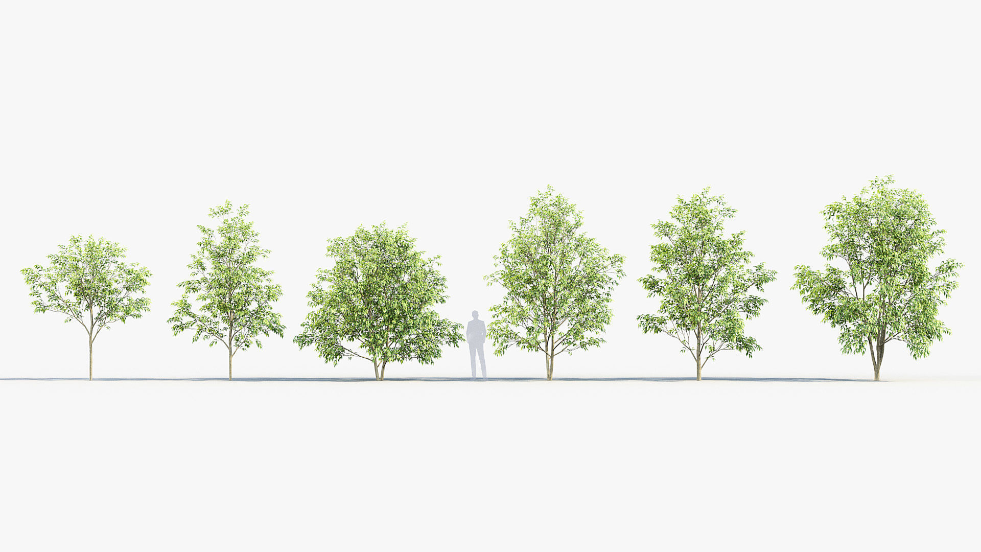 Celtis australis European nettle tree 01 3D model_1