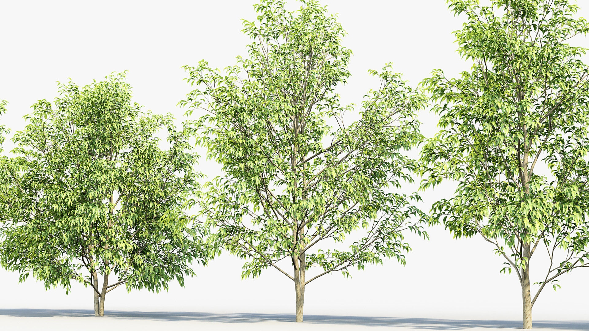 Celtis australis European nettle tree 01 3D model_4